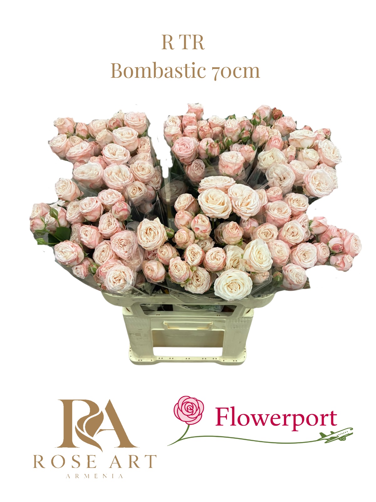 R Tr Bombastic 70L.cm 5+knop 23bloei