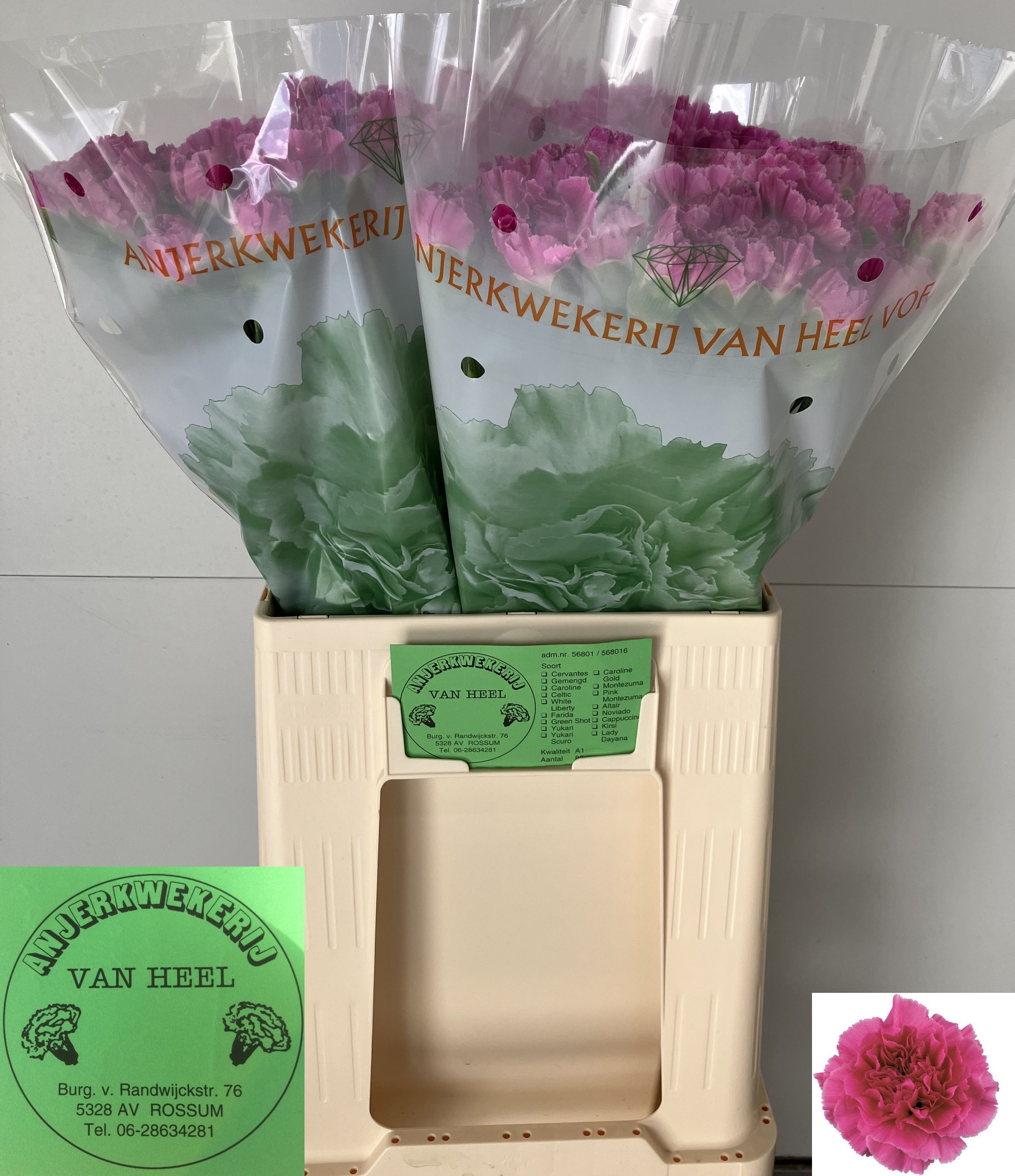 Dianthus St Farida 60cm