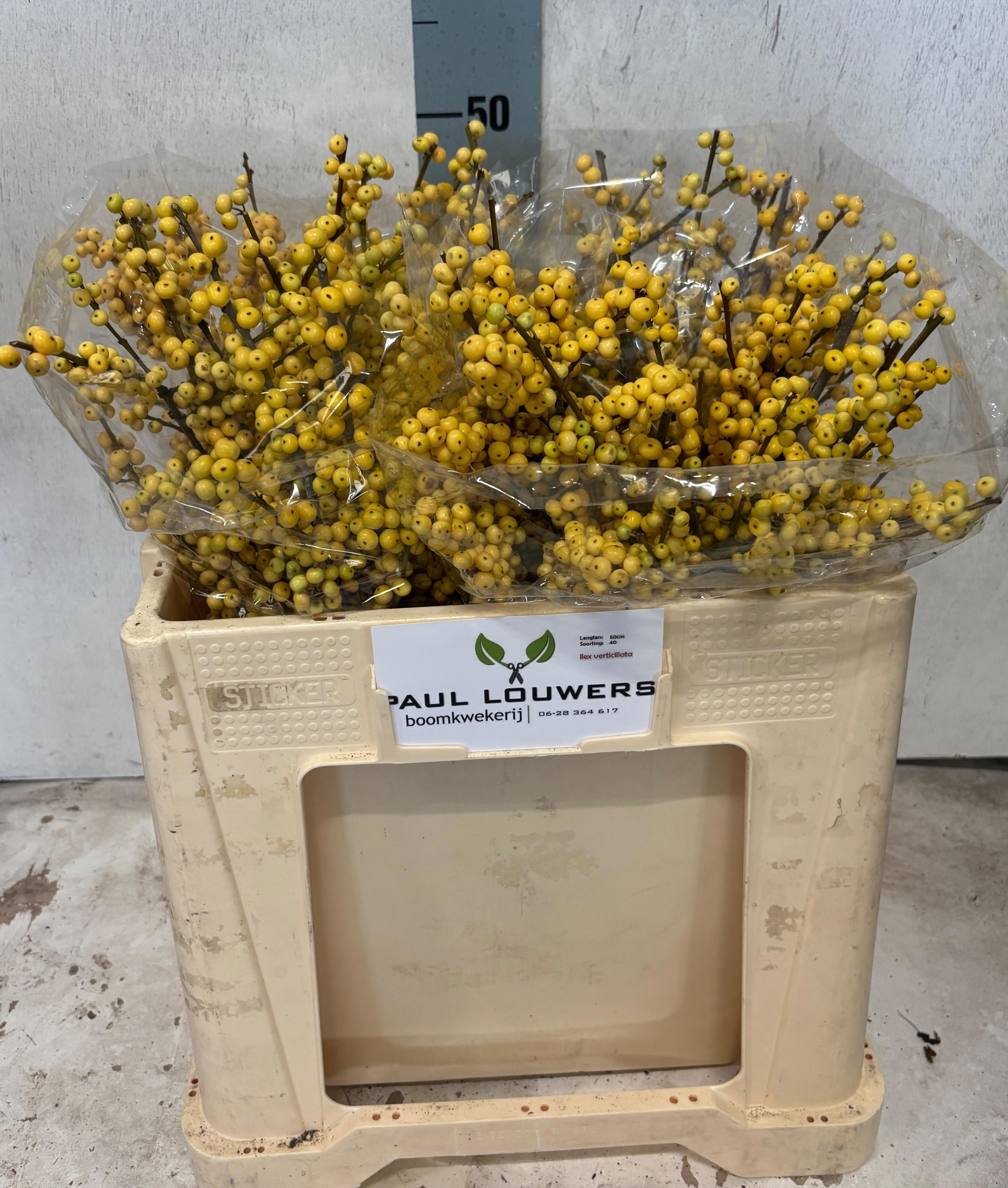 Ilex Ve Citronella