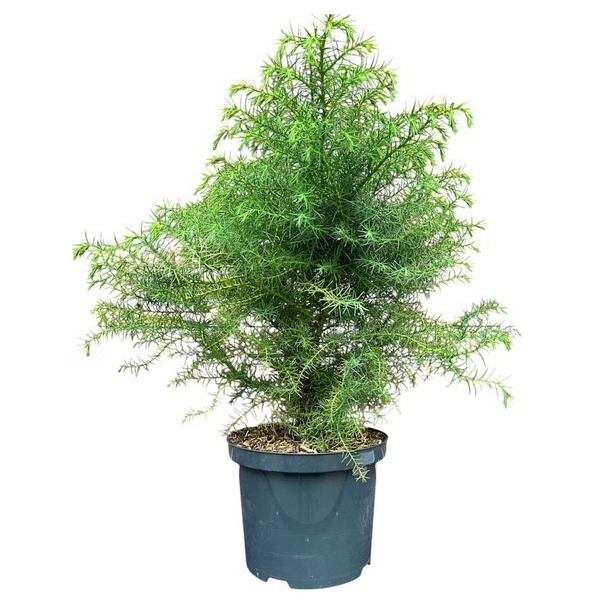 Cryptomeria japonica 'Elegans Viridis'