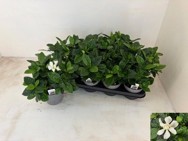 Gardenia Jasminoides 13P 27H 2bloem