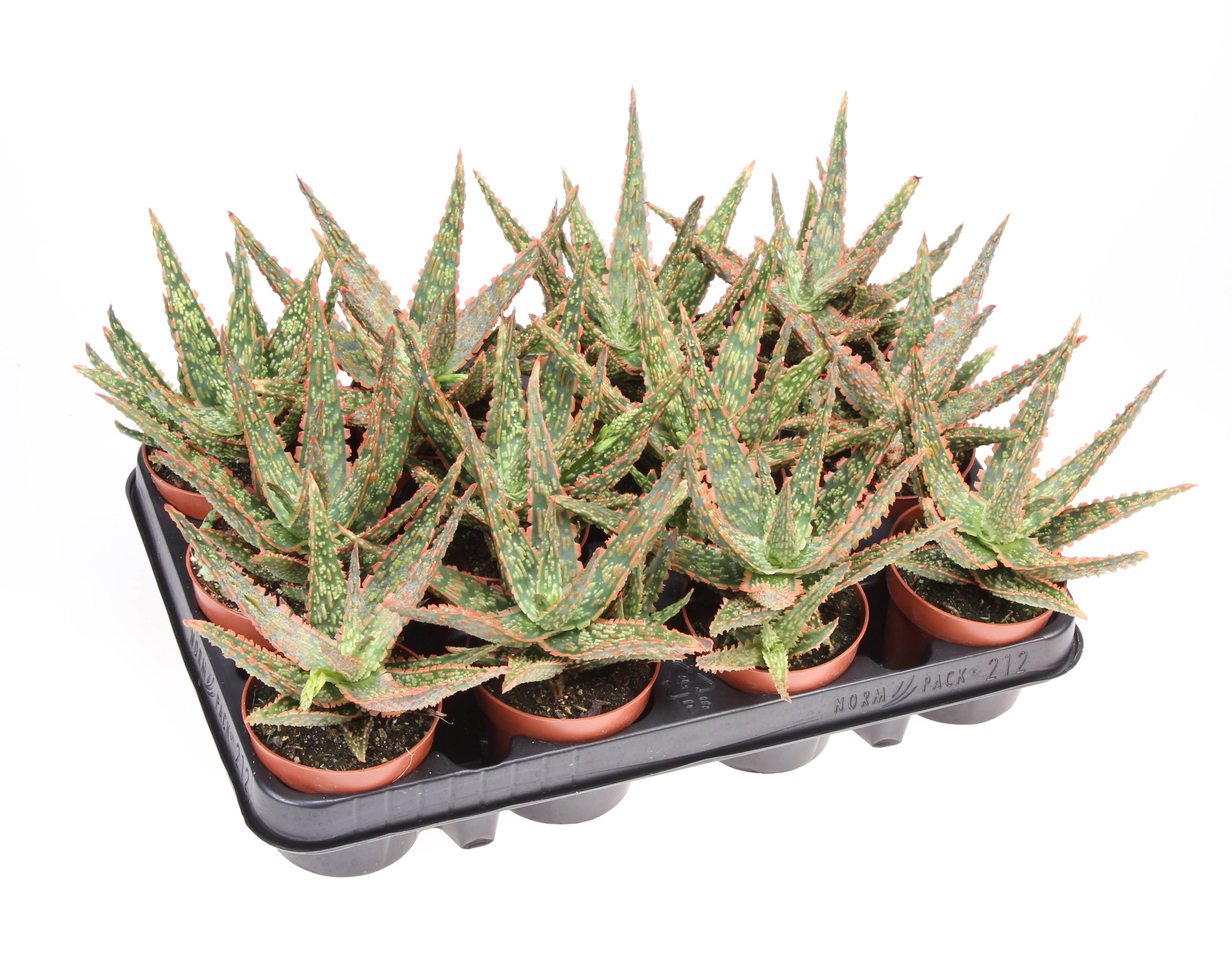 Aloe vitro | Gardenline