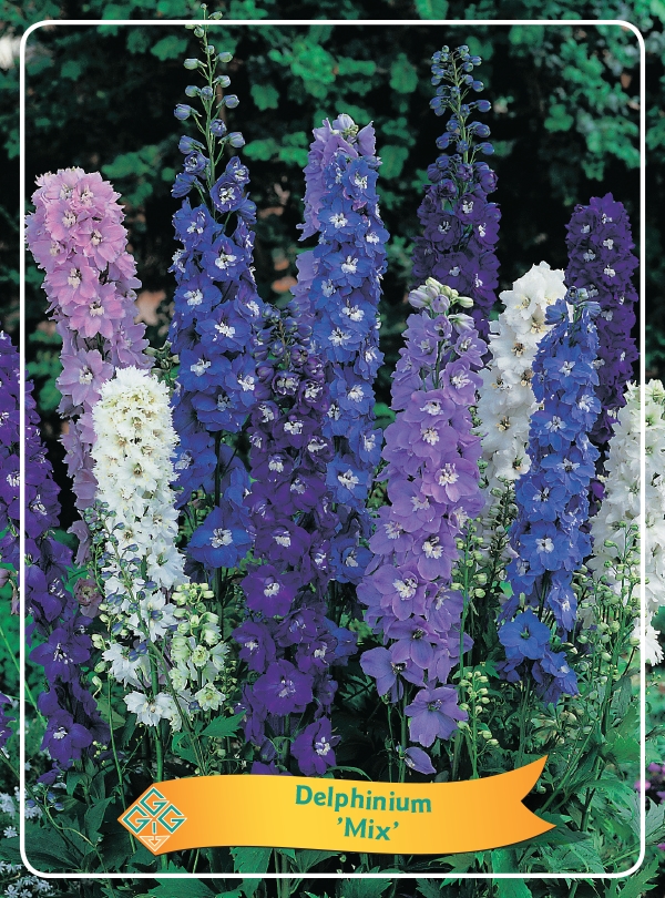 Picture of Delphinium mix 6x10 srt. per shelve P11