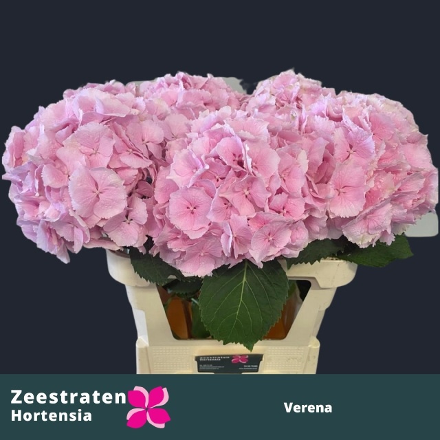 Hydrangea Verena Pink 60cm 18Ø