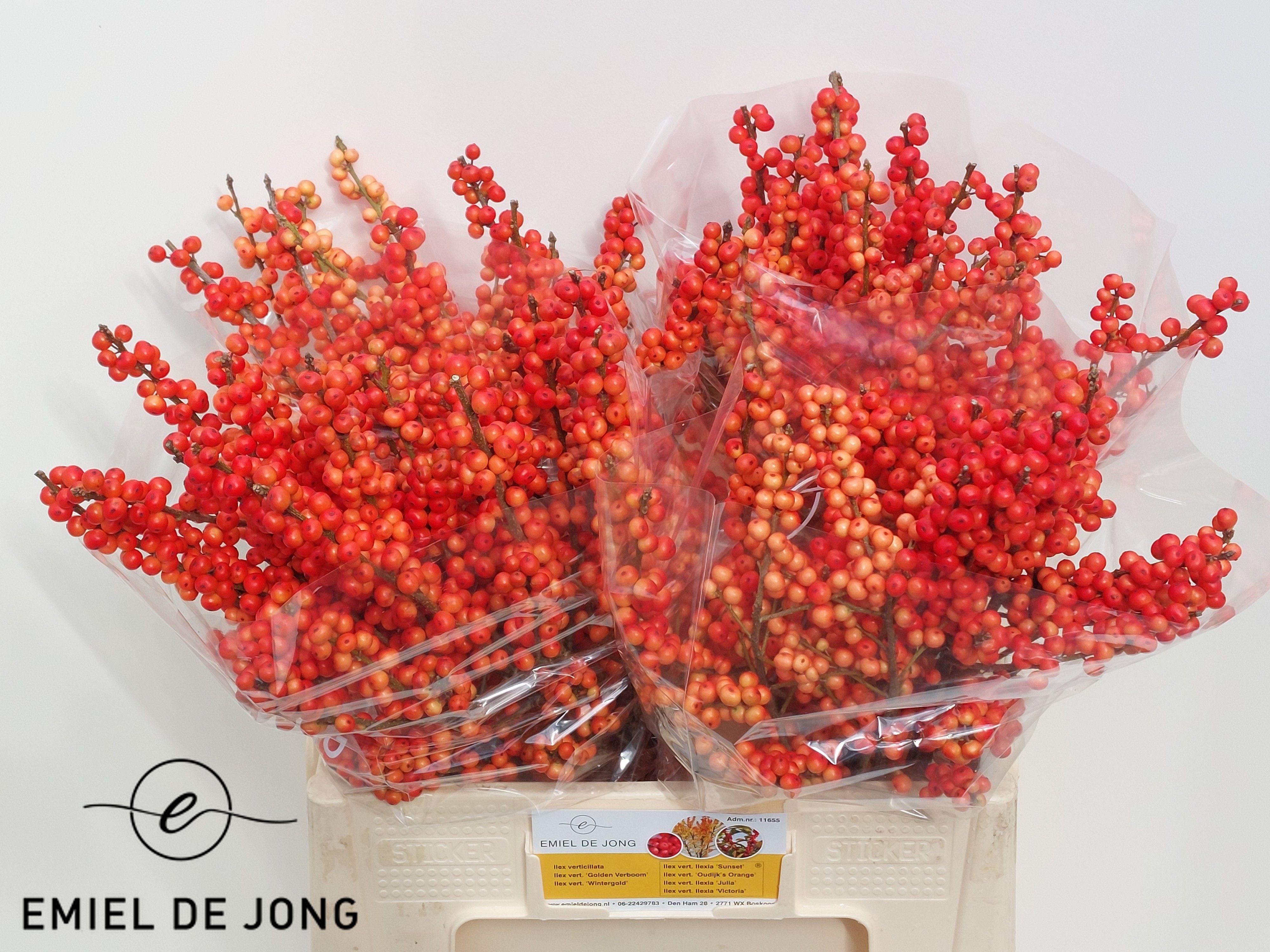 Ilex Oudijks Orange 60cm