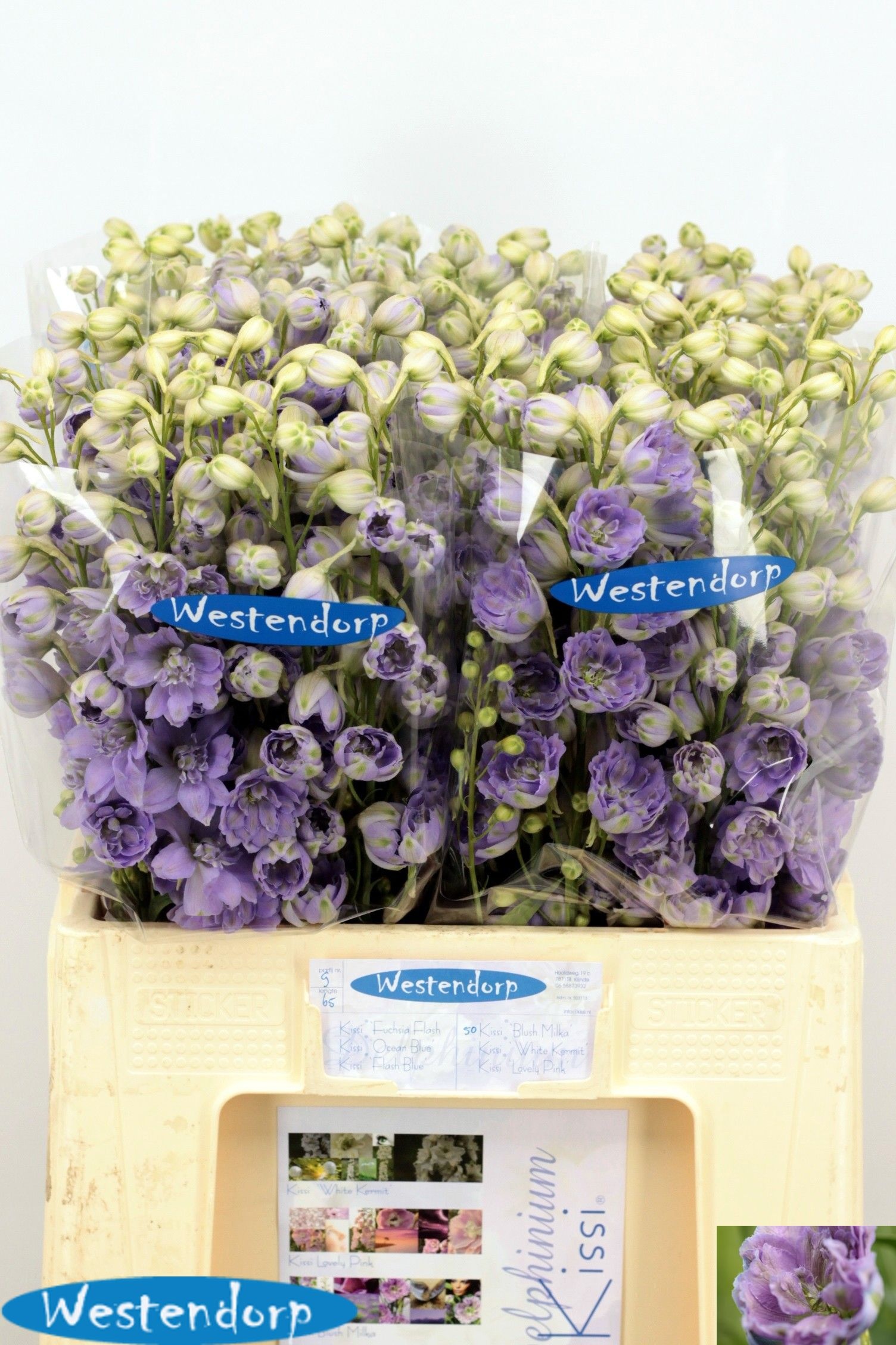 Delph El Ki Bl Milka 60cm
