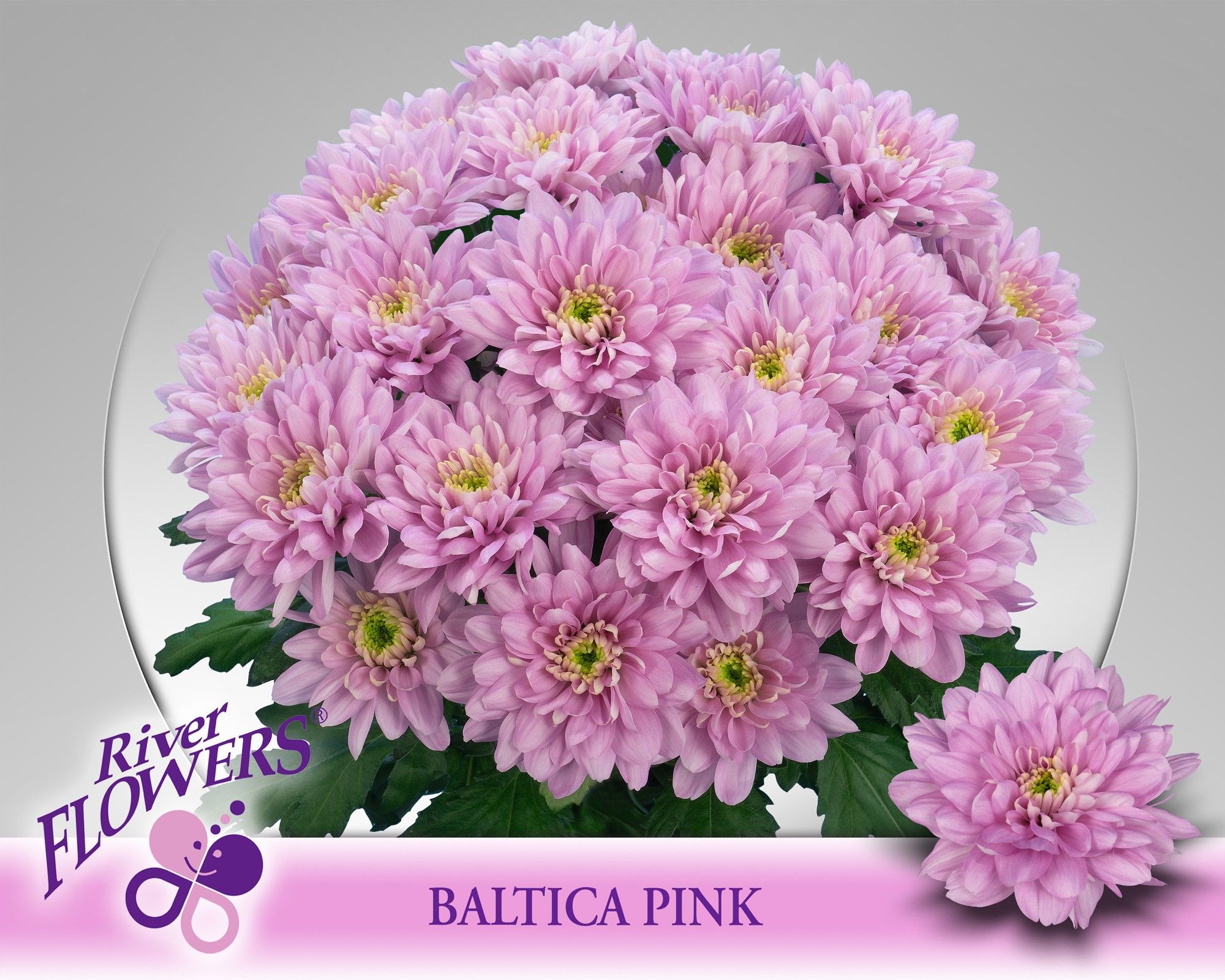 Chr T Baltica Pink