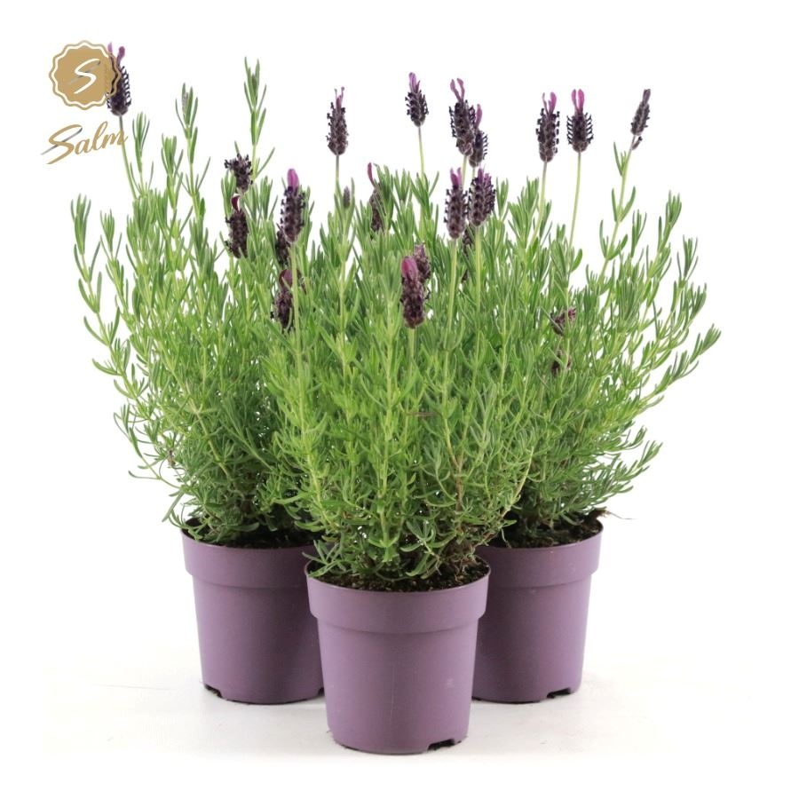 Picture of Lavandula st. 'Anouk'® Collection P10,5