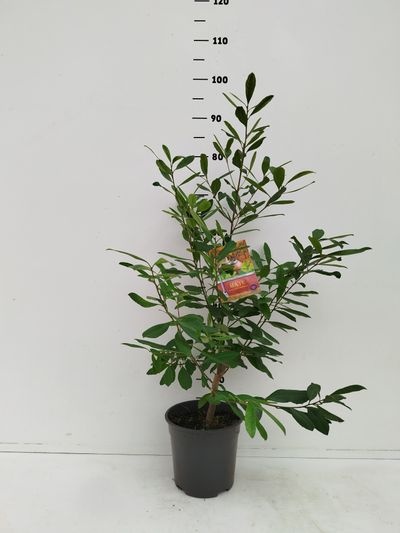 Ilex paraguariensis