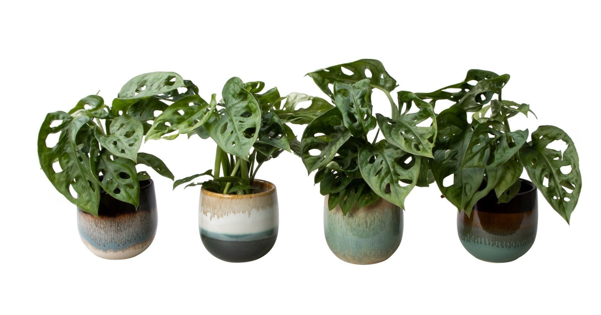 Monstera L 65780 with Monstera