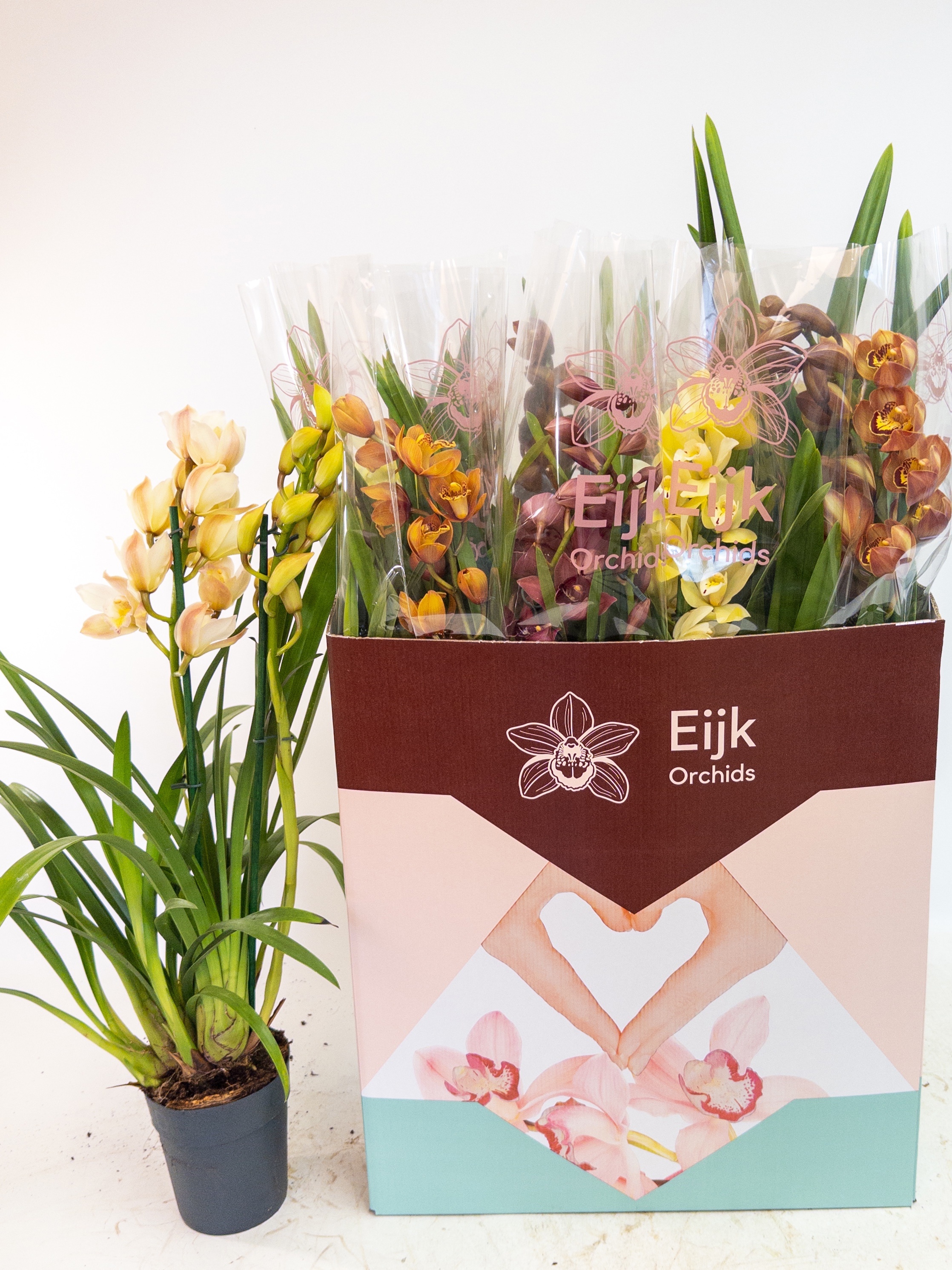 Cymbidium Asst Sp Orchids