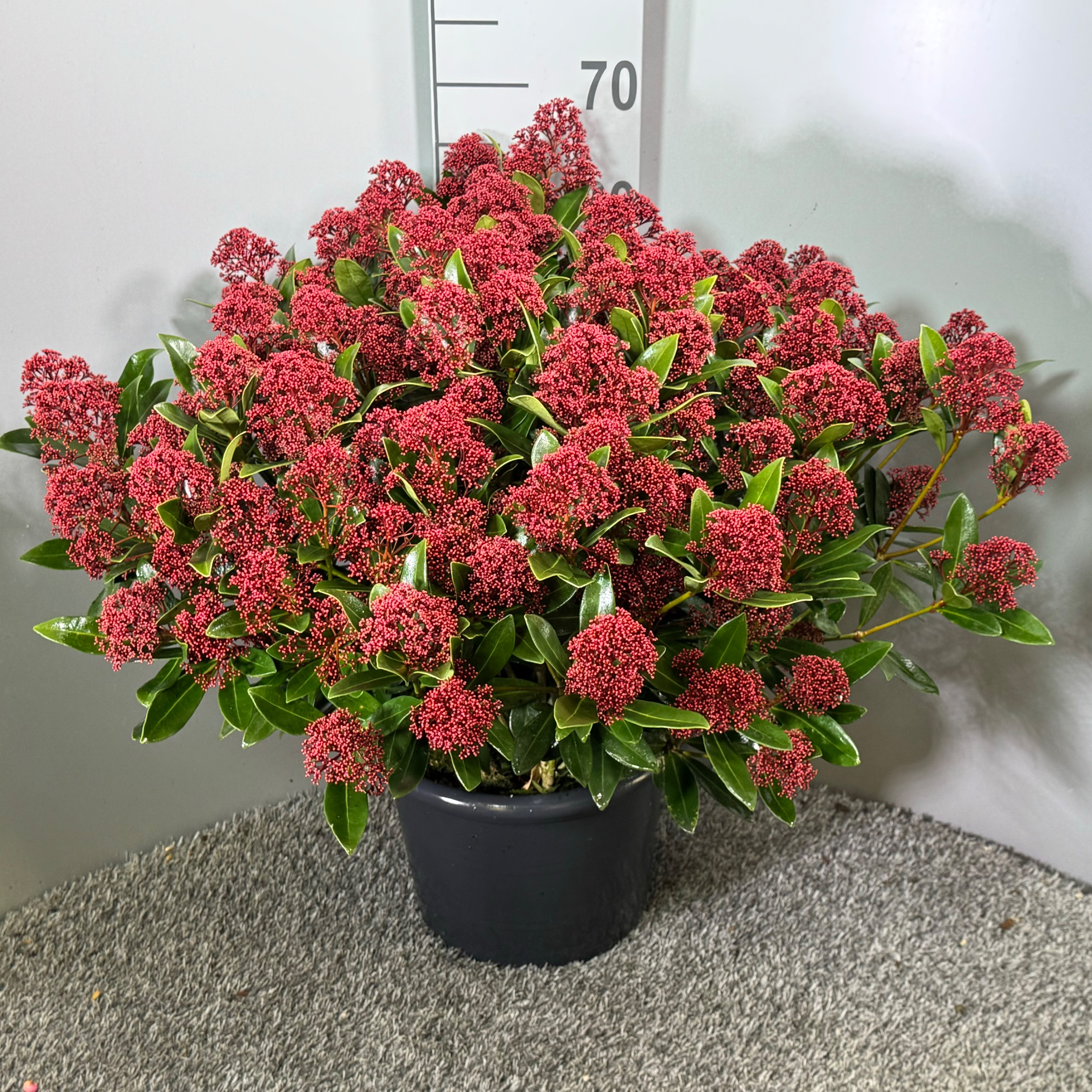 Picture of Skimmia japonica Rubesta P29 (10 Ltr) (LOOSE)