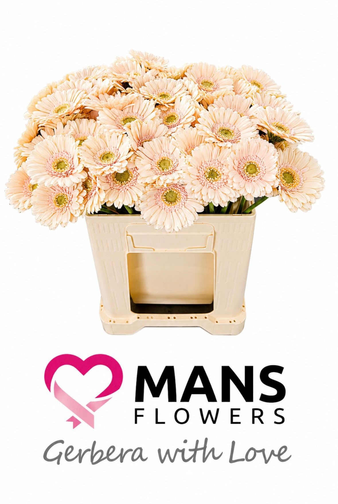 Gerbera Mini Alix-noor