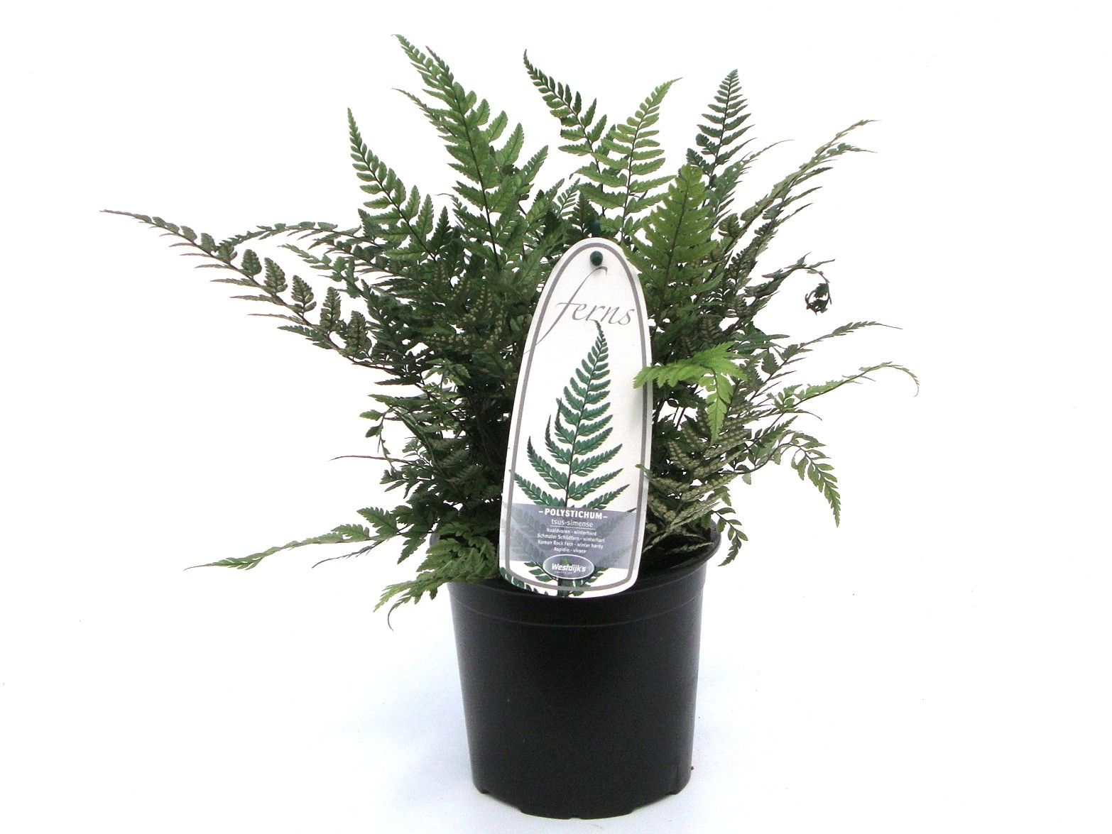 Polystichum tsus-simense ES13