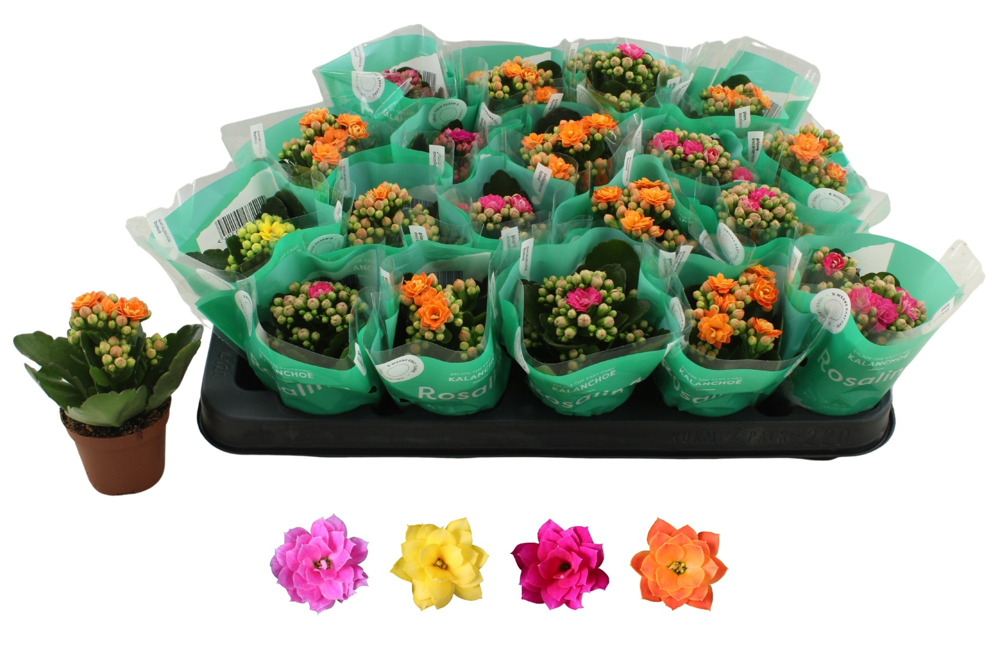 Kalan B Ge R Gem 4KL 6Ø 12cm