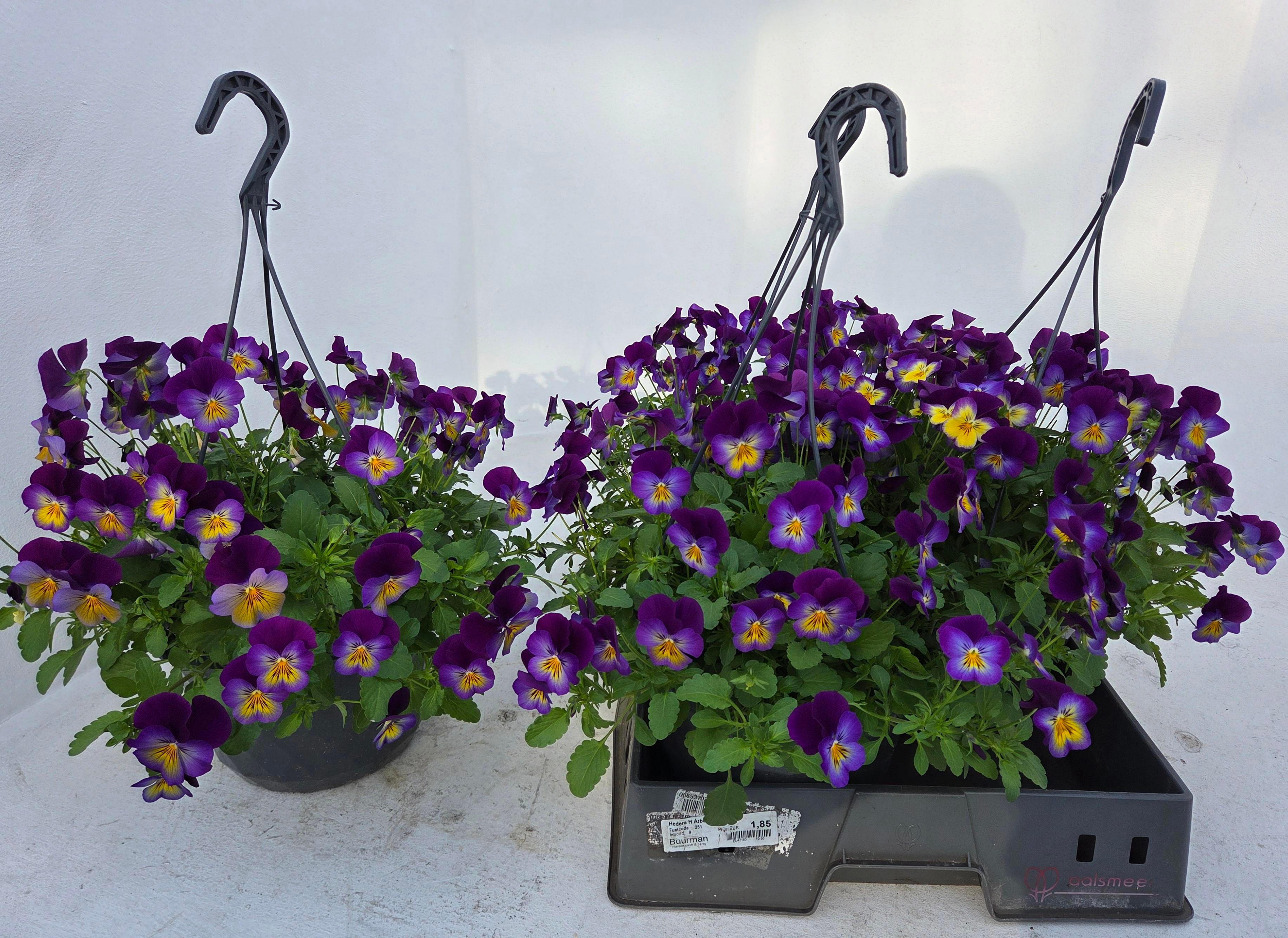 Viola Cal Purple+bri 23Ø 40cm
