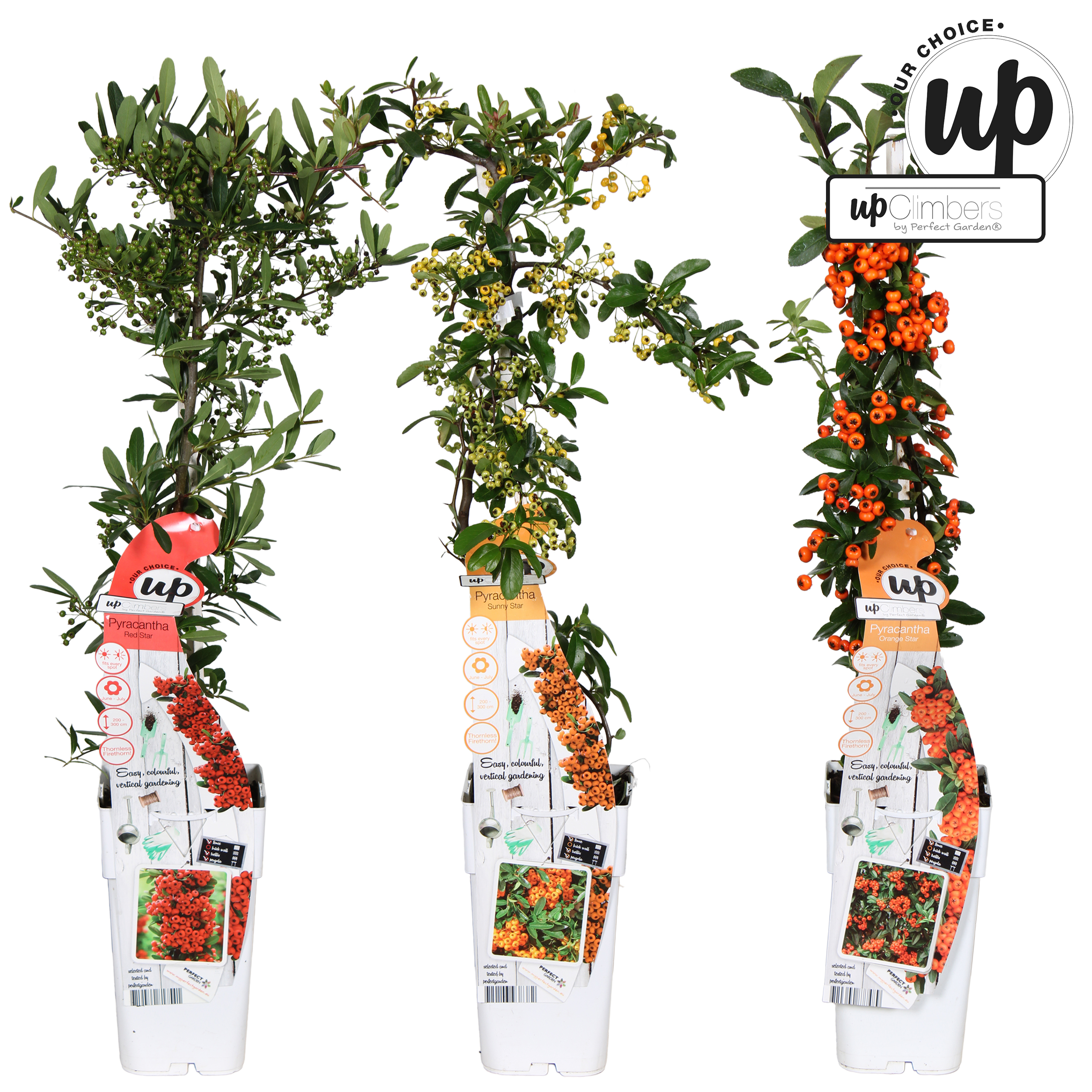 Picture of Pyracantha Our Choice mix shelve P15