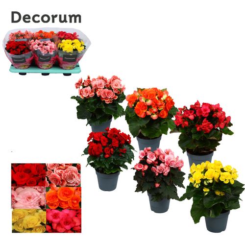Begonia Gemengd  karprijs p14 Have