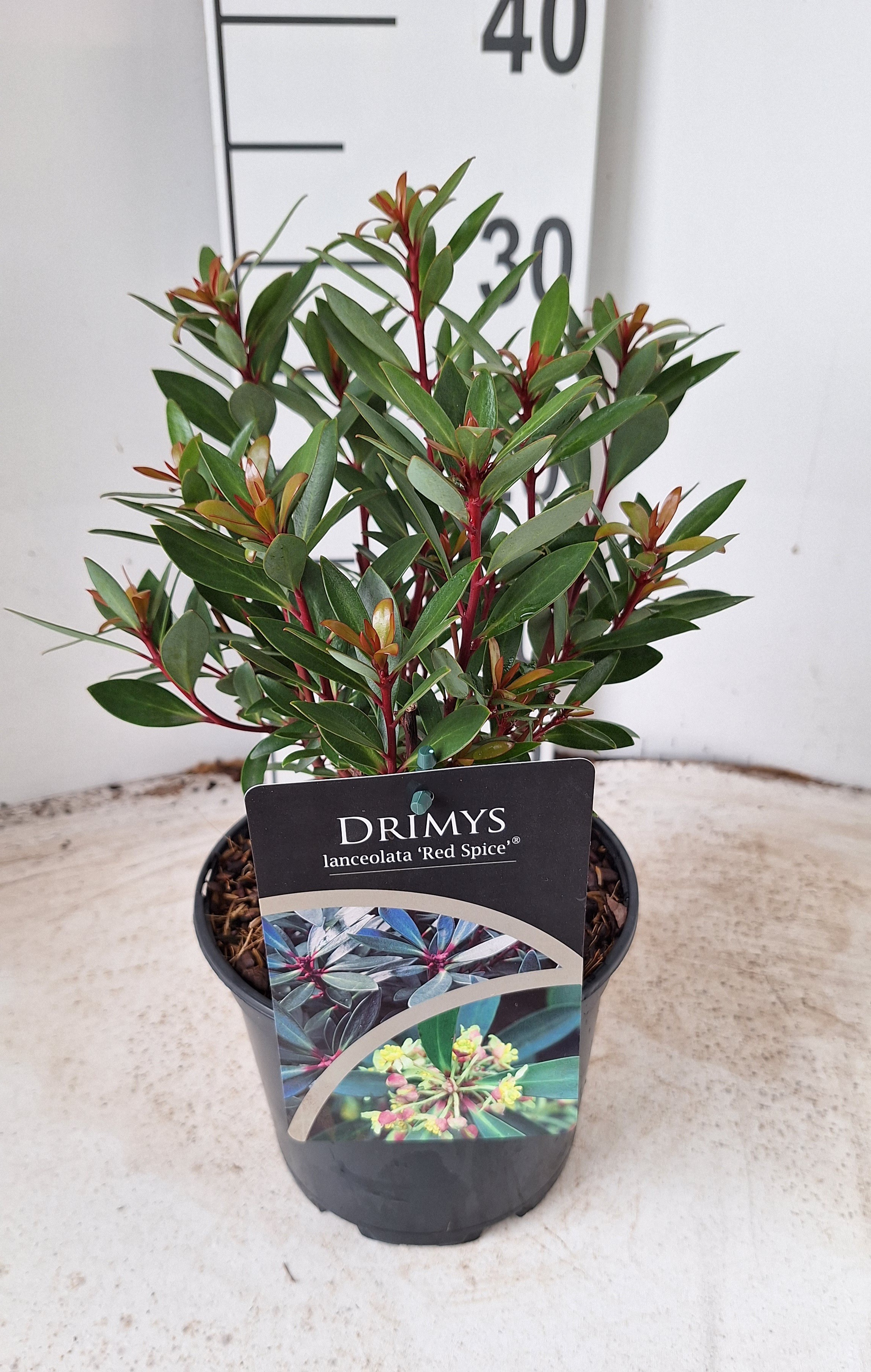 Picture of Drimys lanceolata Red Spice P17 (2 Ltr)