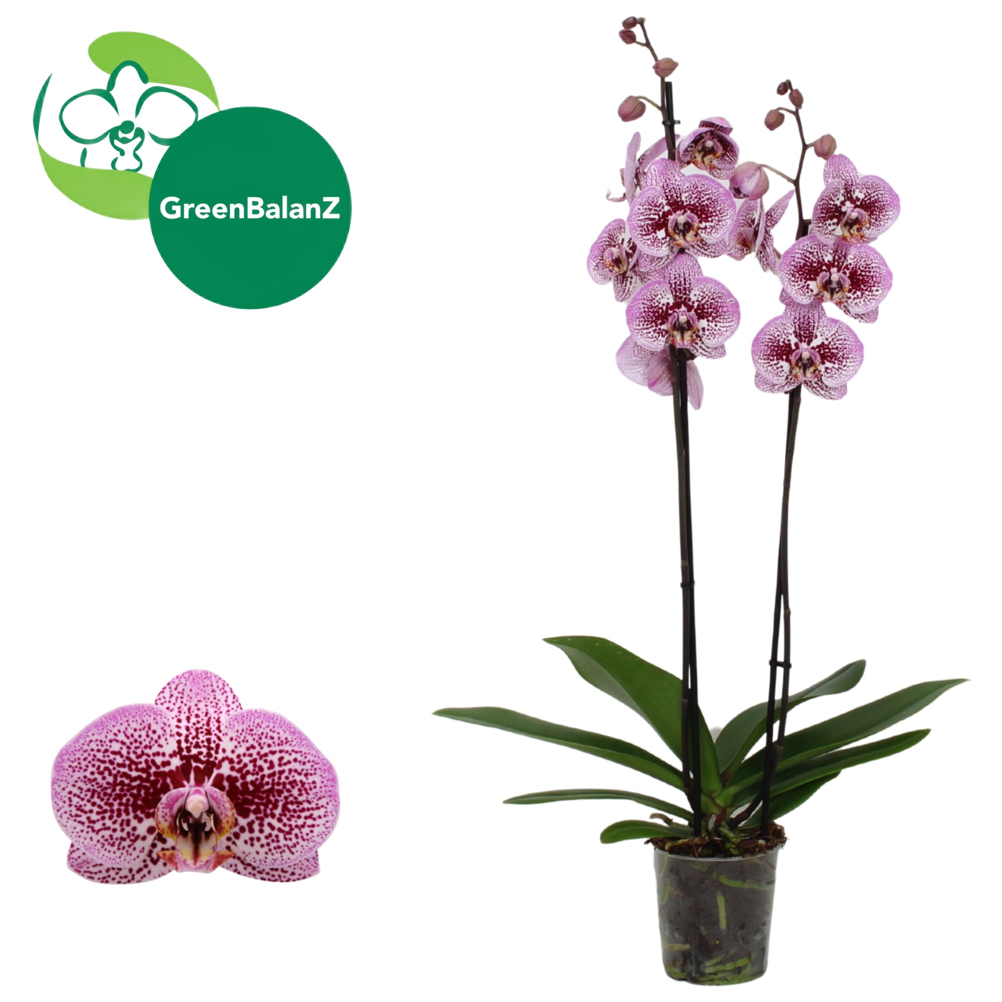 Phal Andorra 2 Tak