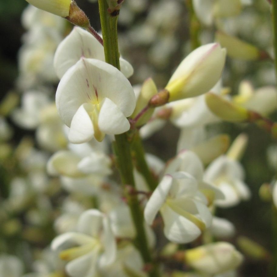 Picture of Cytisus praecox 'Albus'