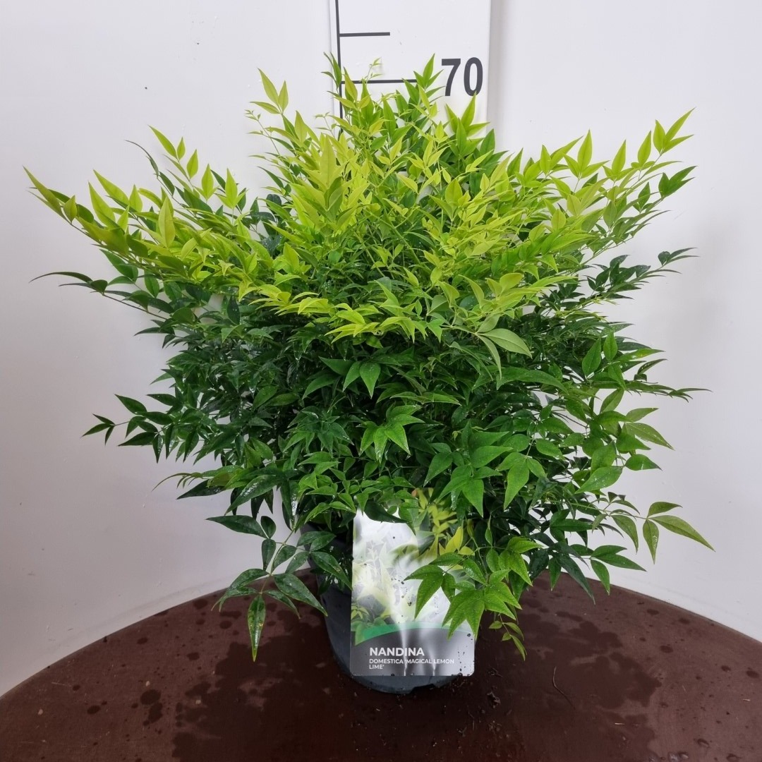 Picture of Nandina domestica Lemon Lime ® P29 (10 Ltr) (LOOSE)