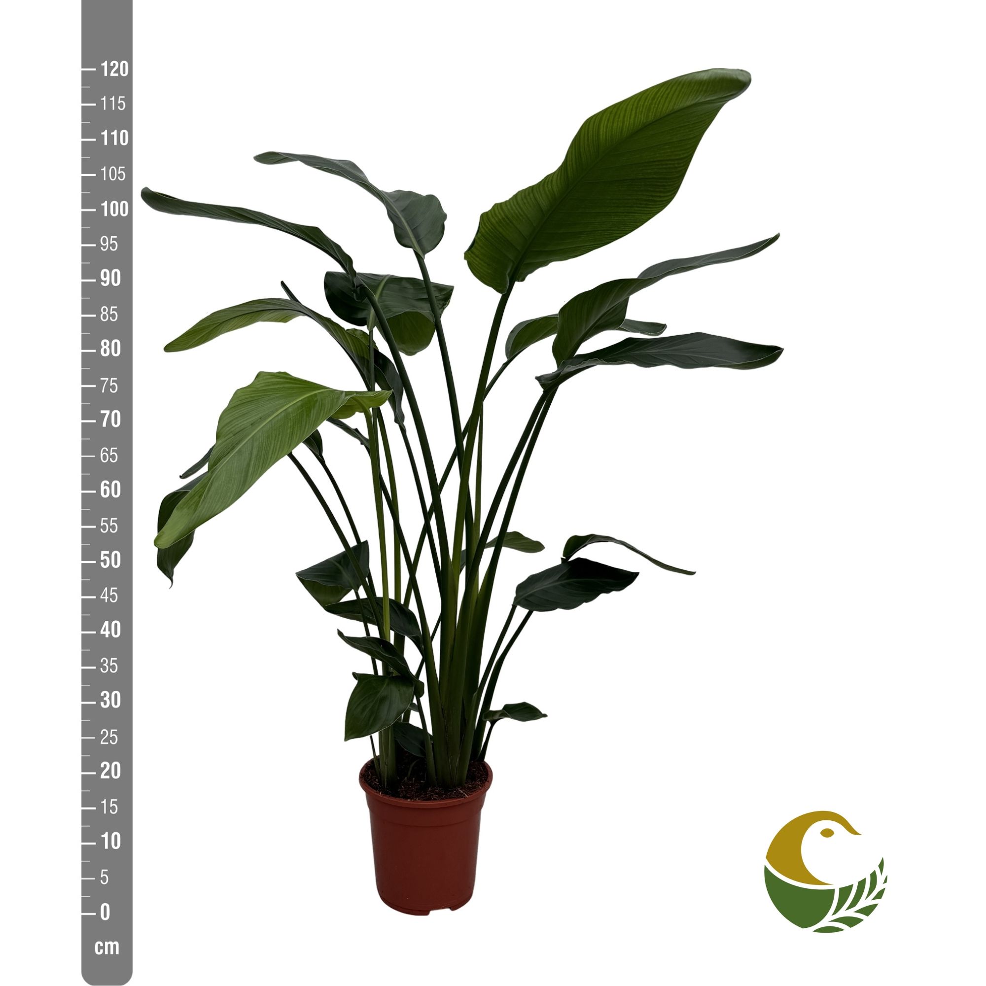 Strelitzia Nicolai 21P 150H 3stek