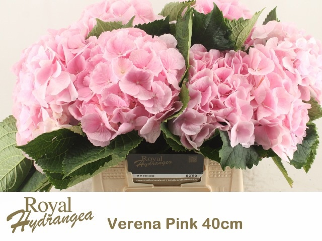 Hydrangea Verena Pink 40cm 18Ø