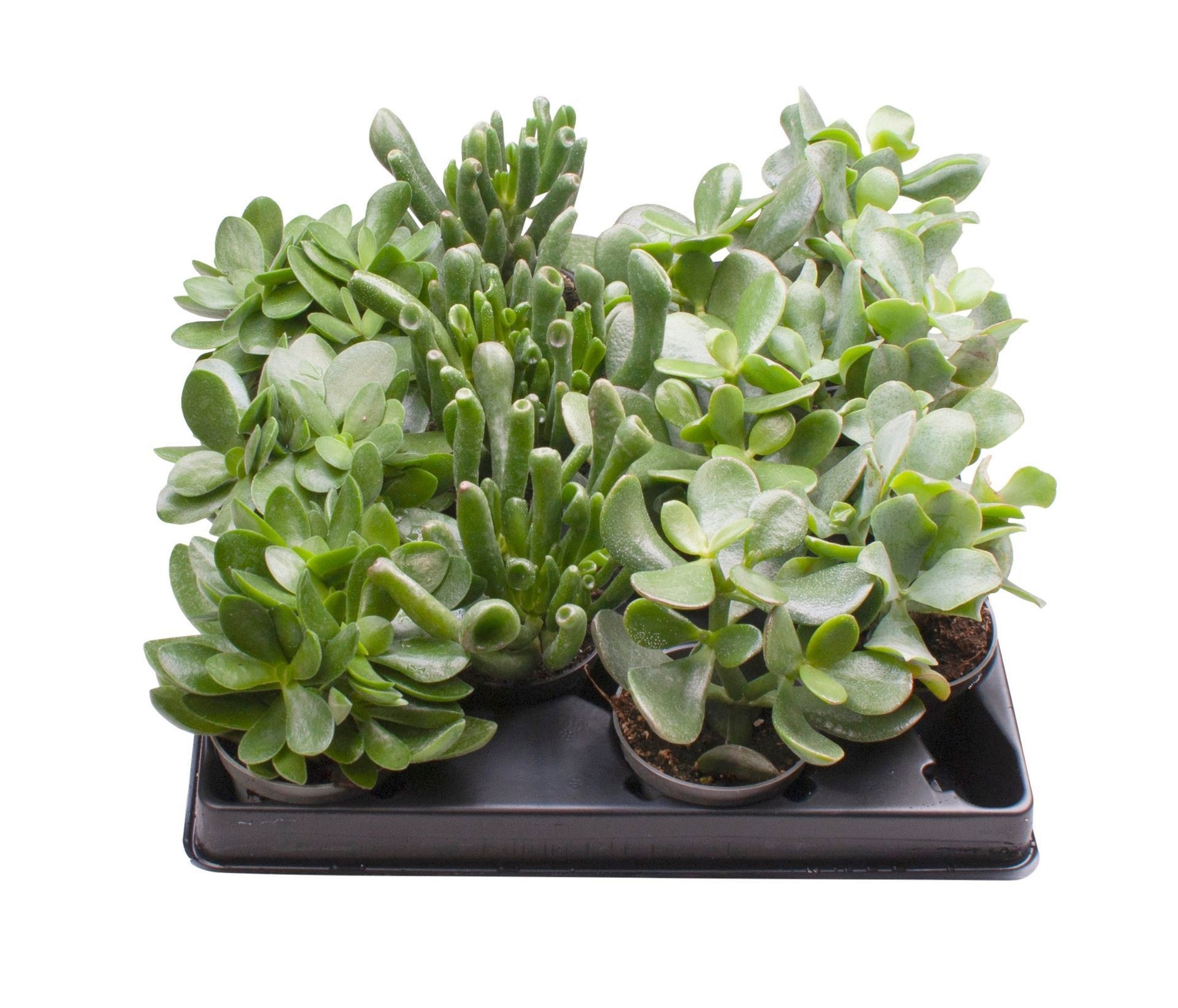 Crassula Mix