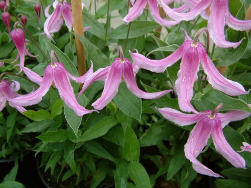 Clematis 'Andante'