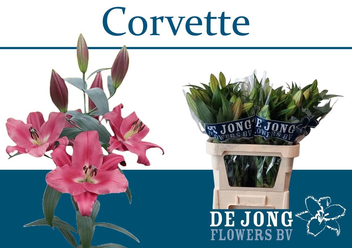 Li Ot Corvette 70cm 3/5bl
