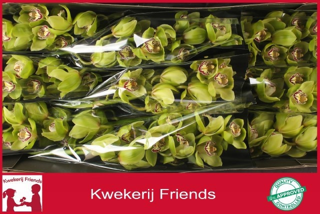 Cymbidium Robin Hood 8/11bl