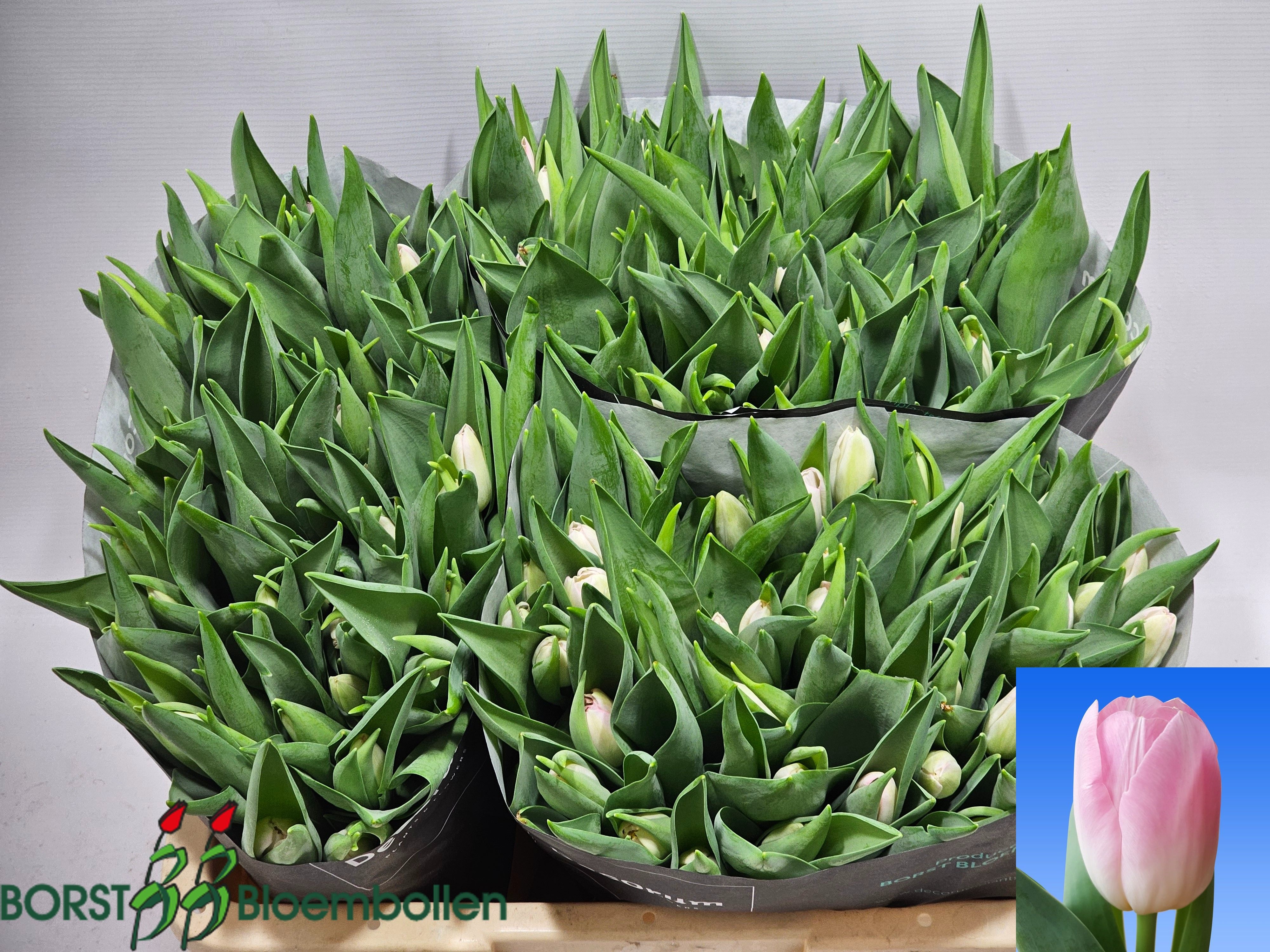 Tulipa Dynasty 34cm 30gram