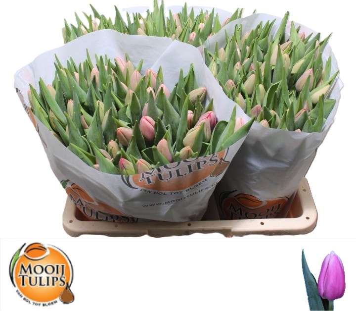 Tulipa Tresor 38cm 38gram