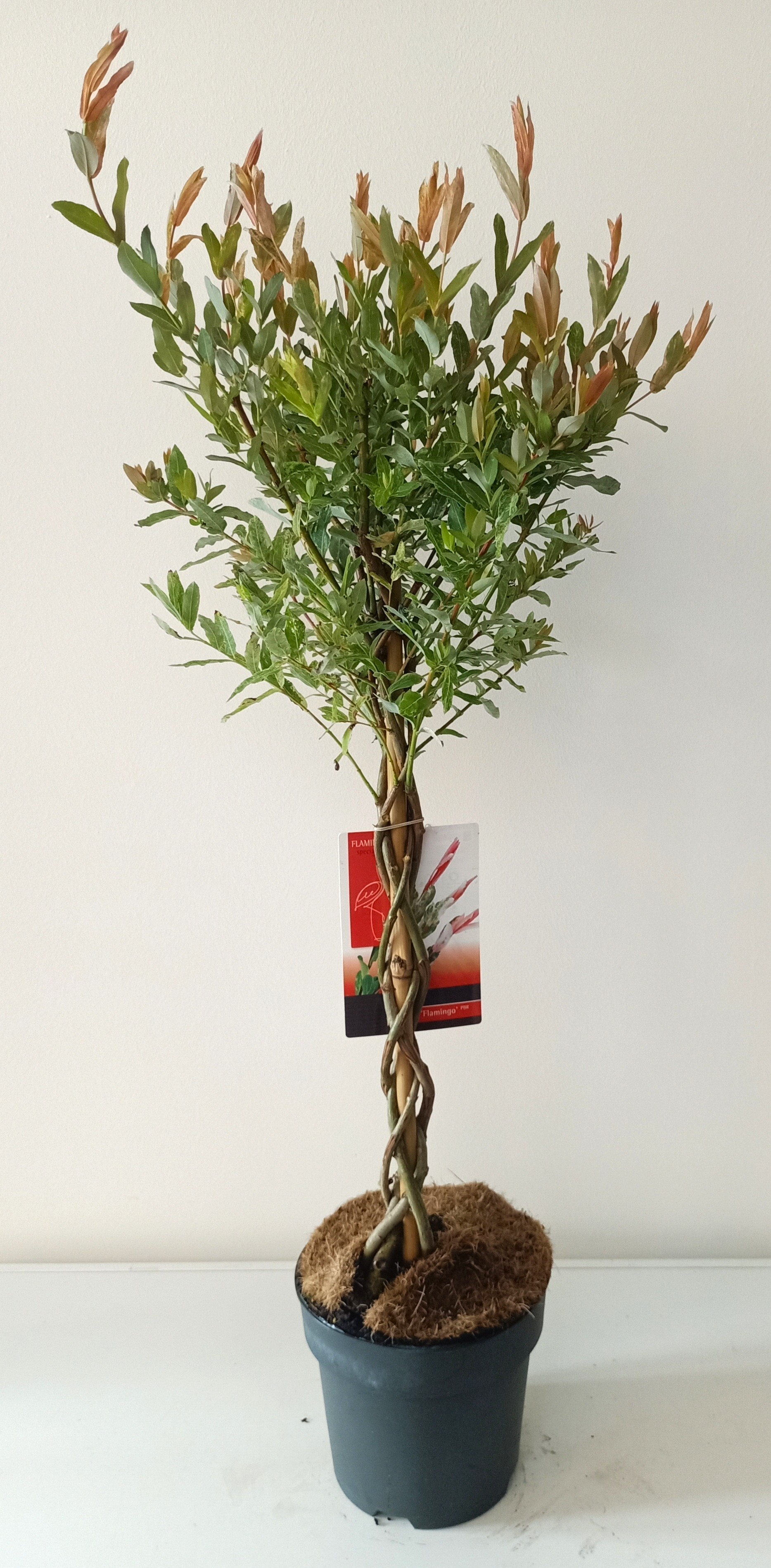 Picture of Salix Flamingo gevlochten stam p19