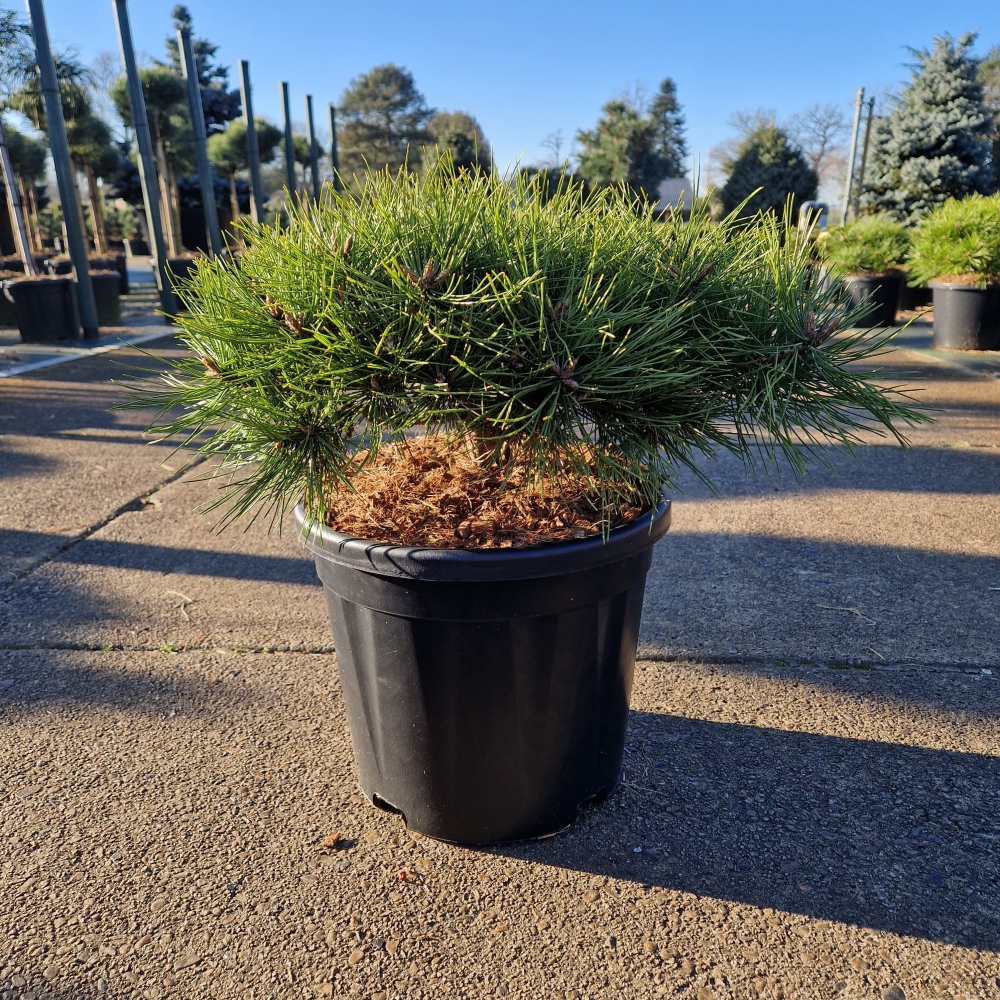 Picture of Pinus densiflora Low Glow C12 35/40