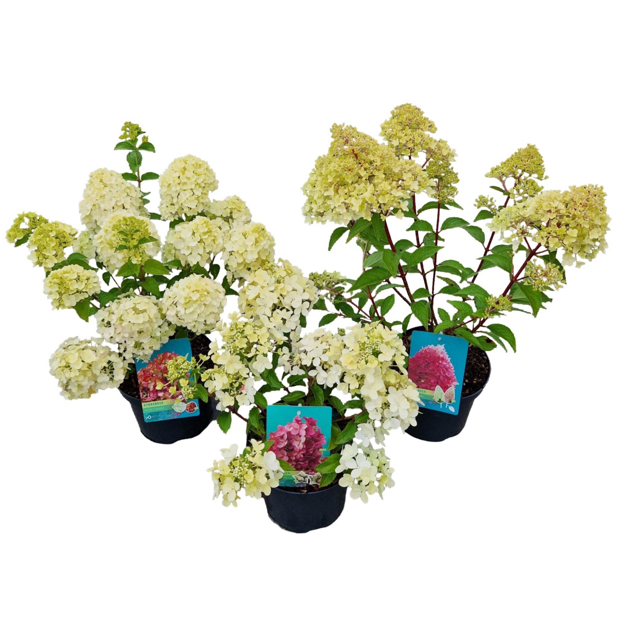 Picture of Hydrangea pan. 'Petite Mix'®