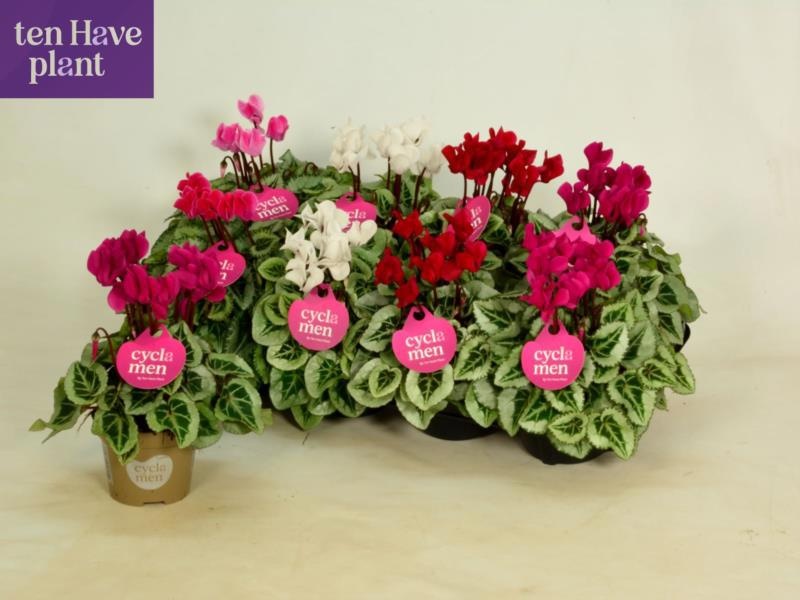Cycl Super Pica Mix Patio 510Ø 25cm