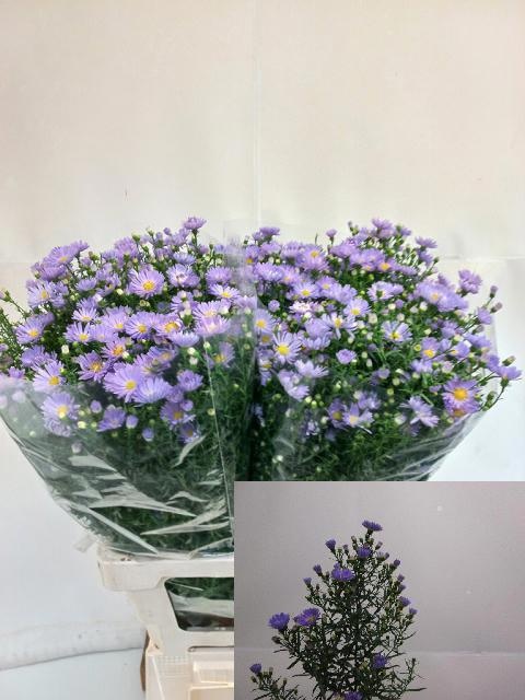 Aster Cassandra 70cm 22gram