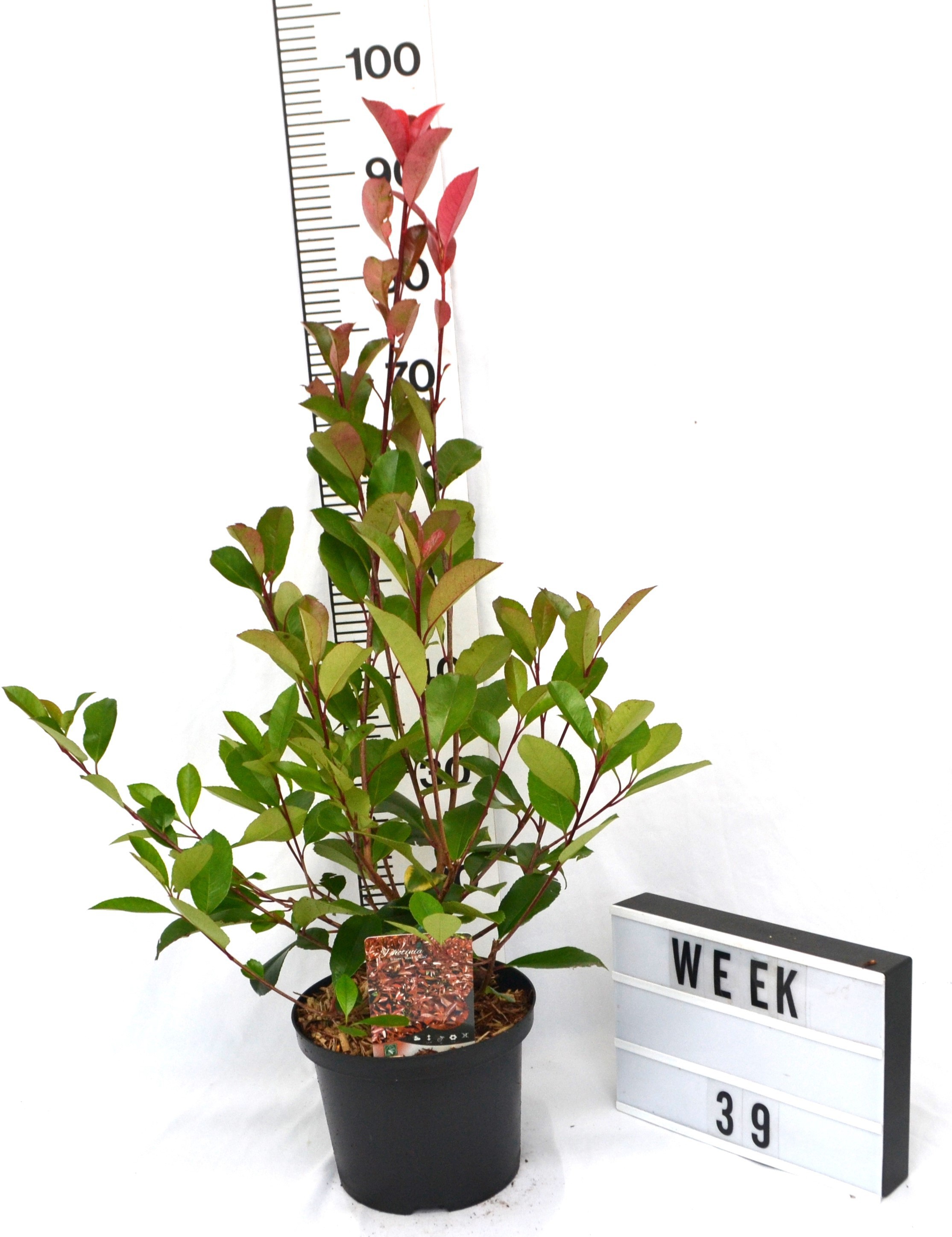 Photinia fraseri 'Red Robin'