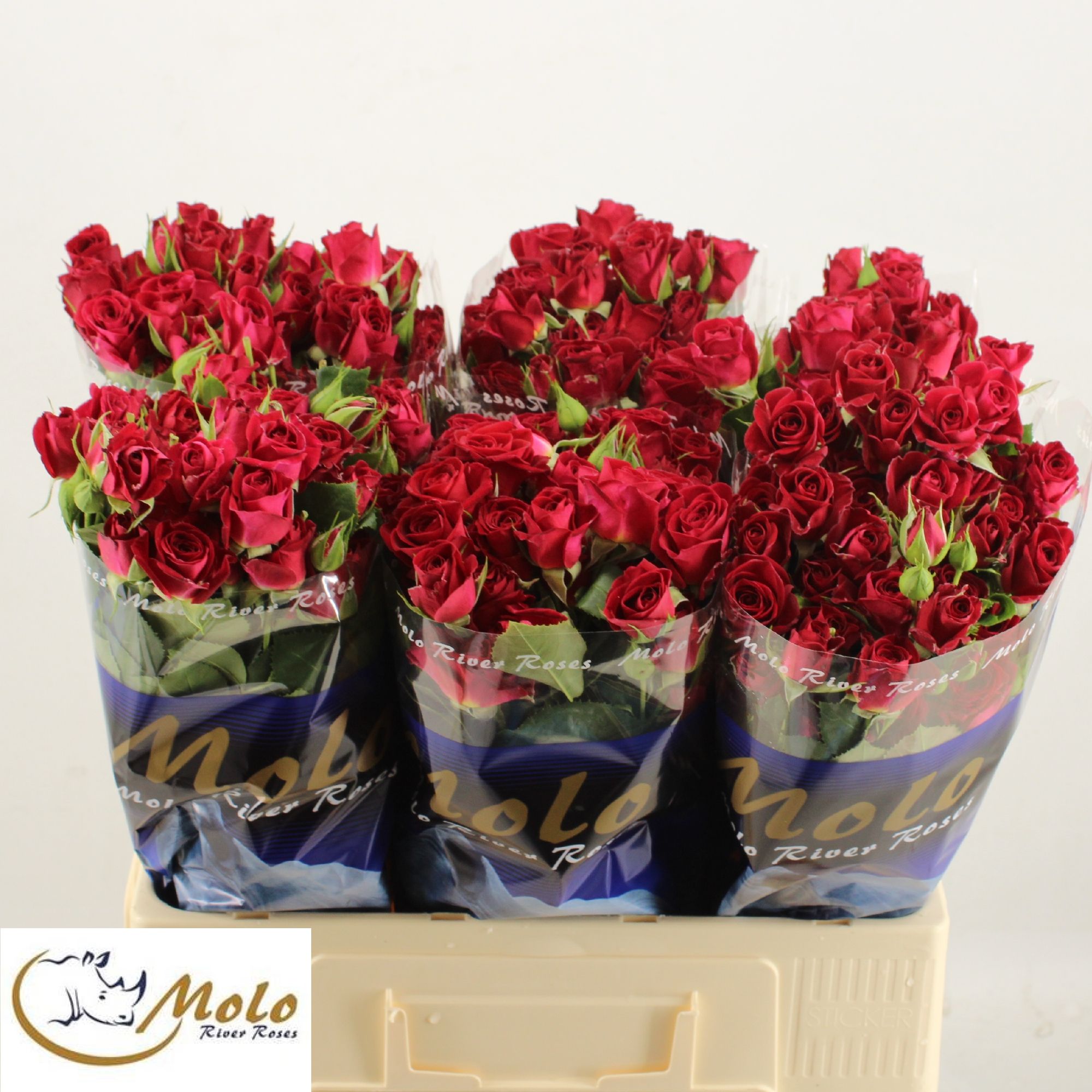 Rosa Spray Dominica 60cm