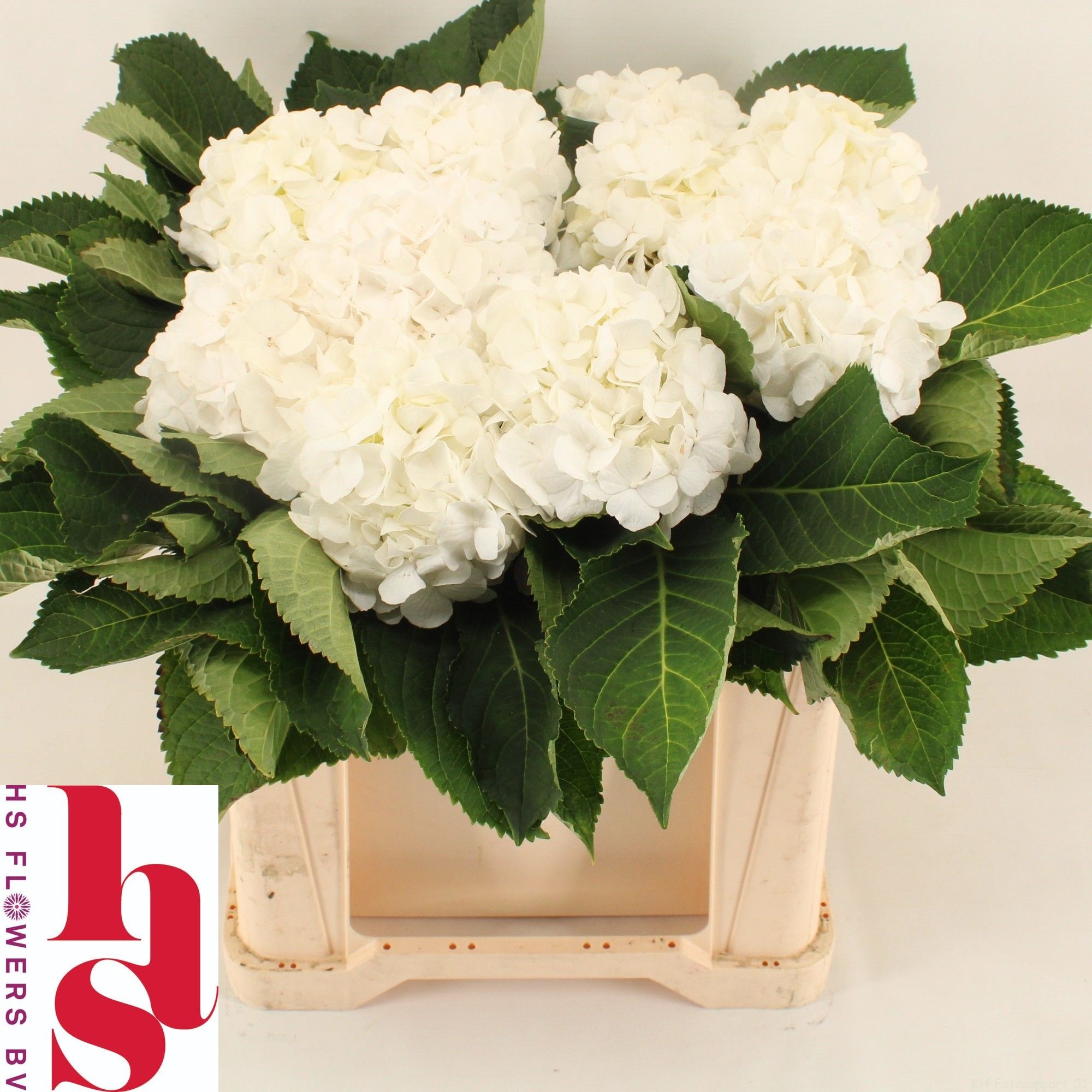 Hydrangea White Verena 50cm 17Ø