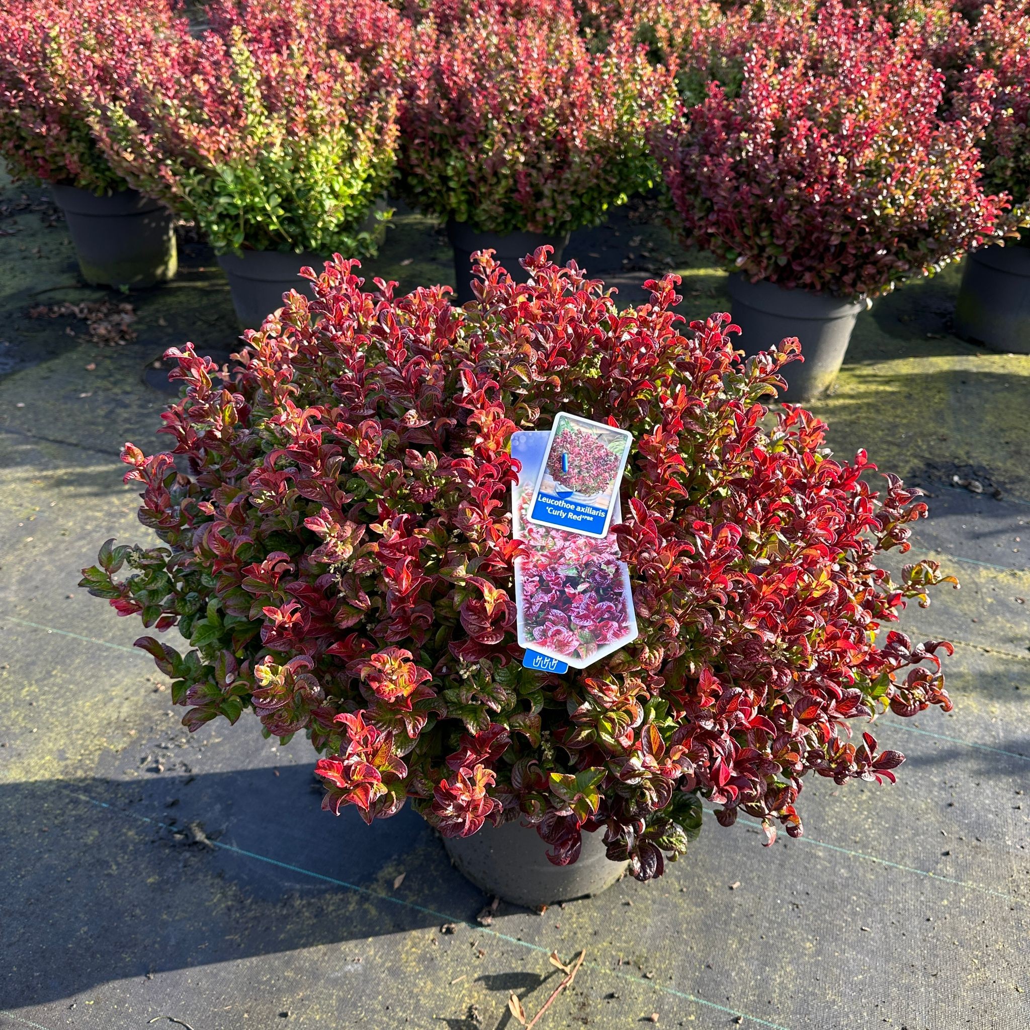 Picture of Leucothoe axillaris Curly Red P32 (15 Ltr)