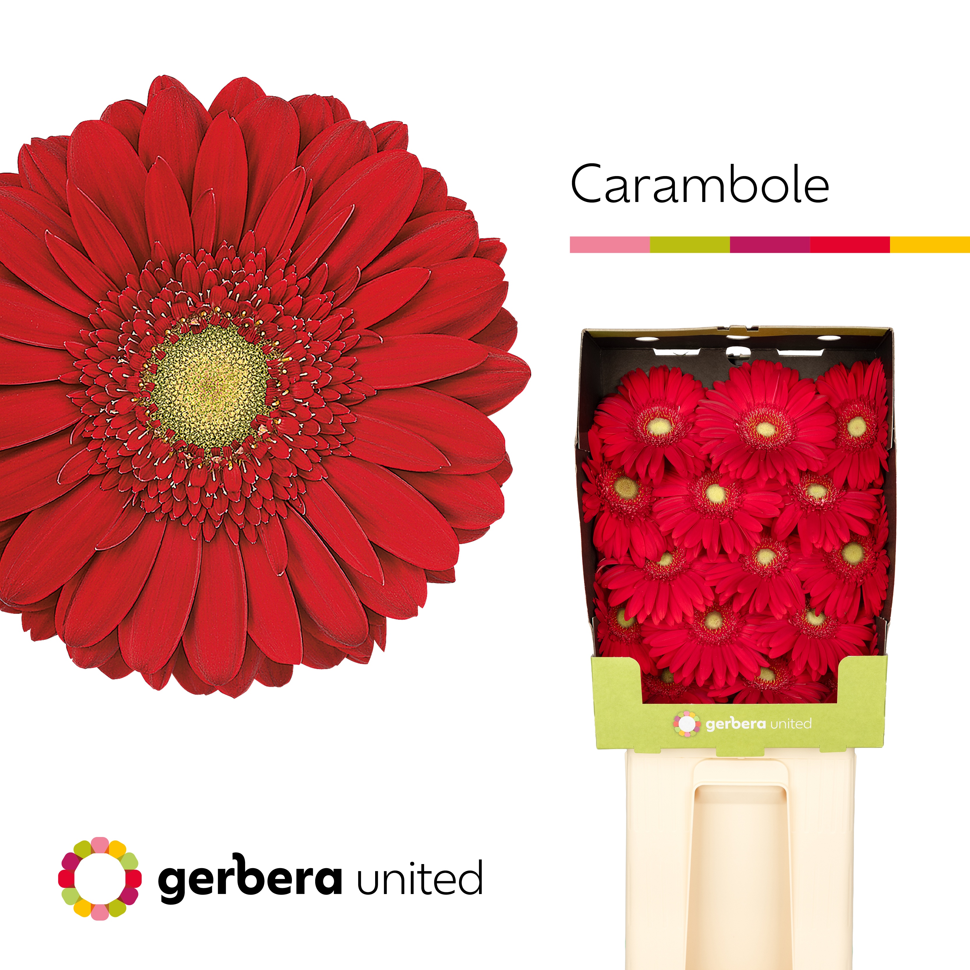 Ge Gr Carambole