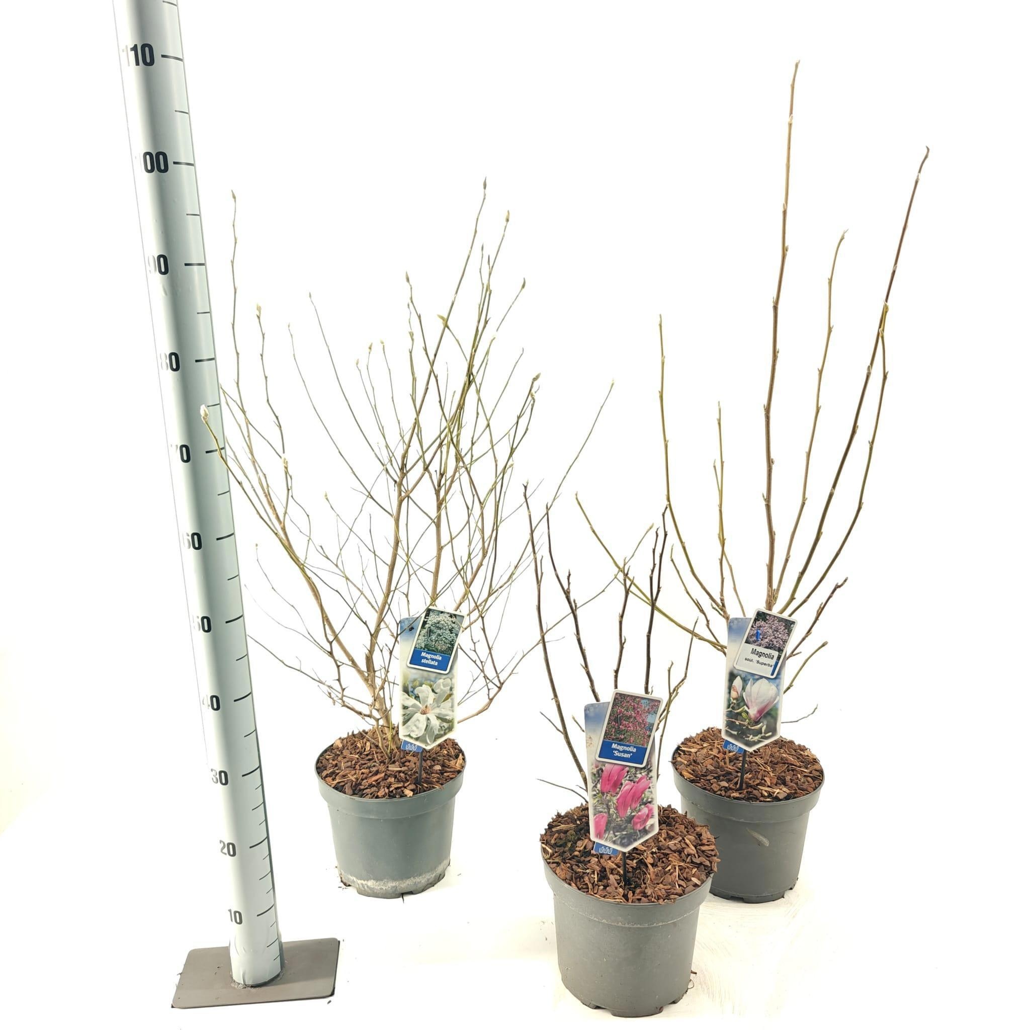 Picture of Magnolia mix (minimum order one layer)