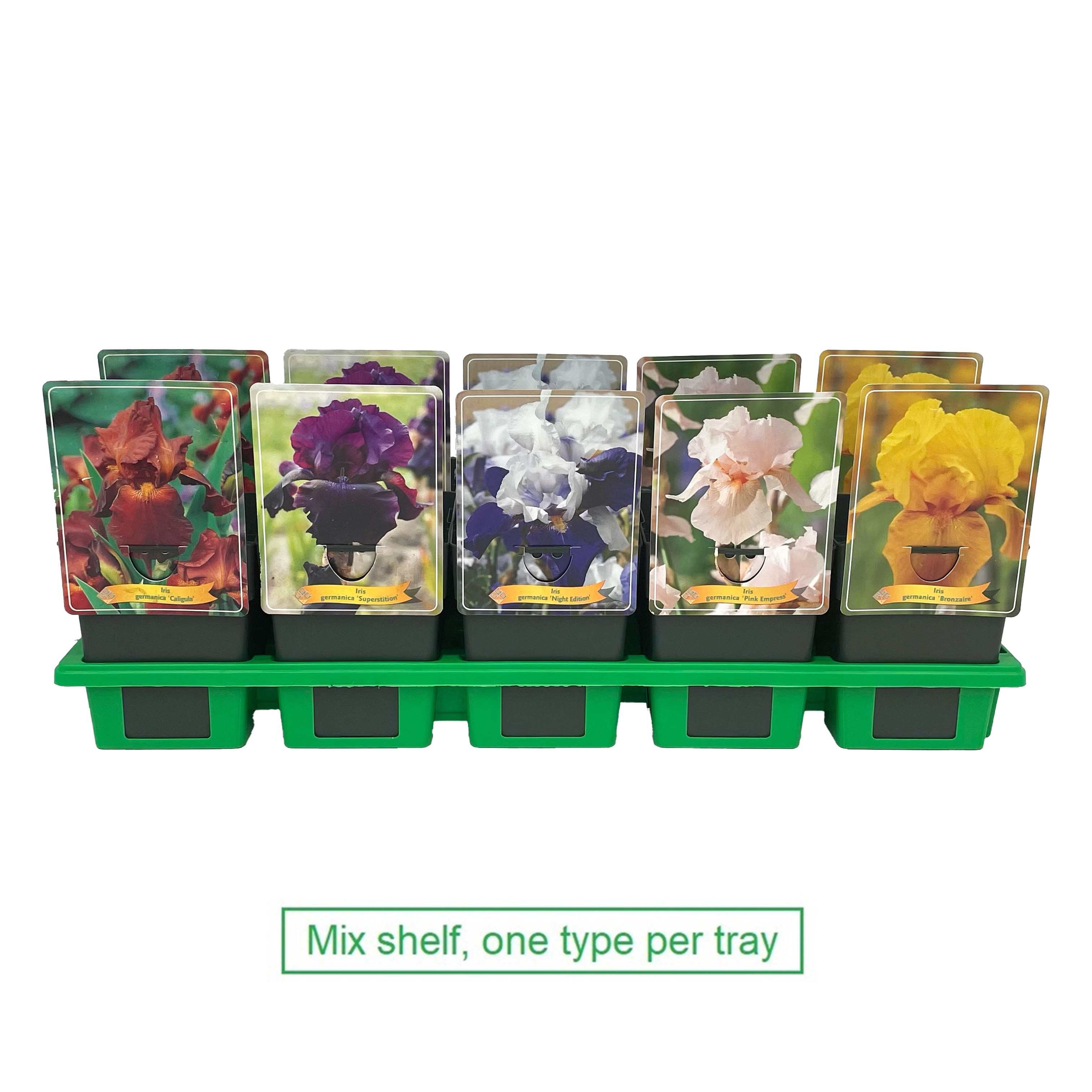 Picture of Iris germanica Mix 6x10 srt. per shelve P11