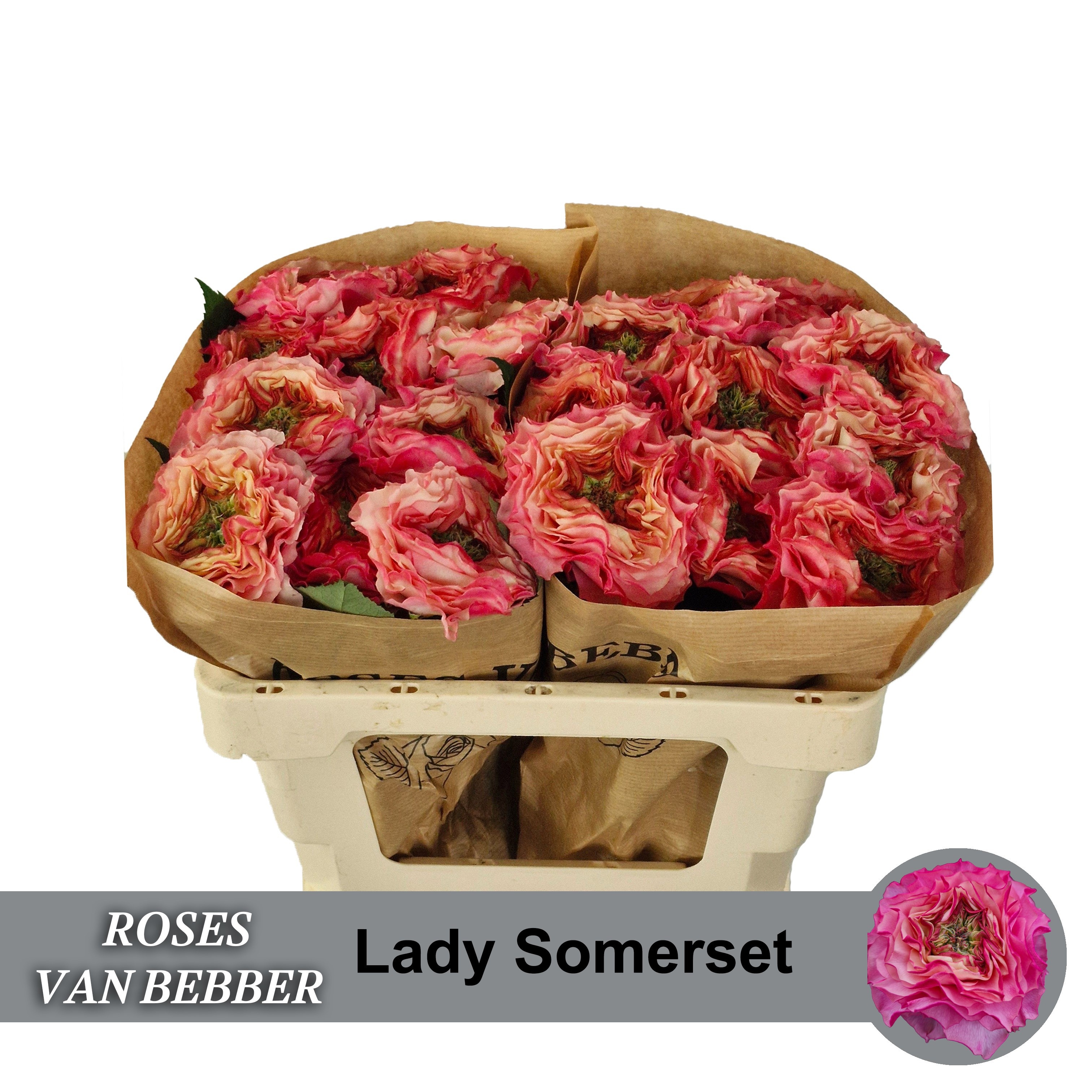 Rosa Garden Lady Somerset 50cm