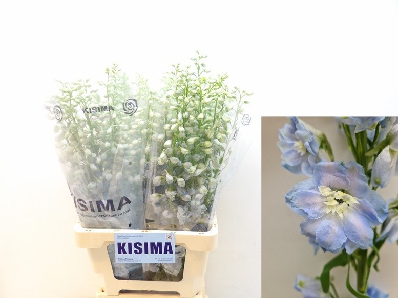 Delphinium El Magical Fount Skybl Whitebee 70cm