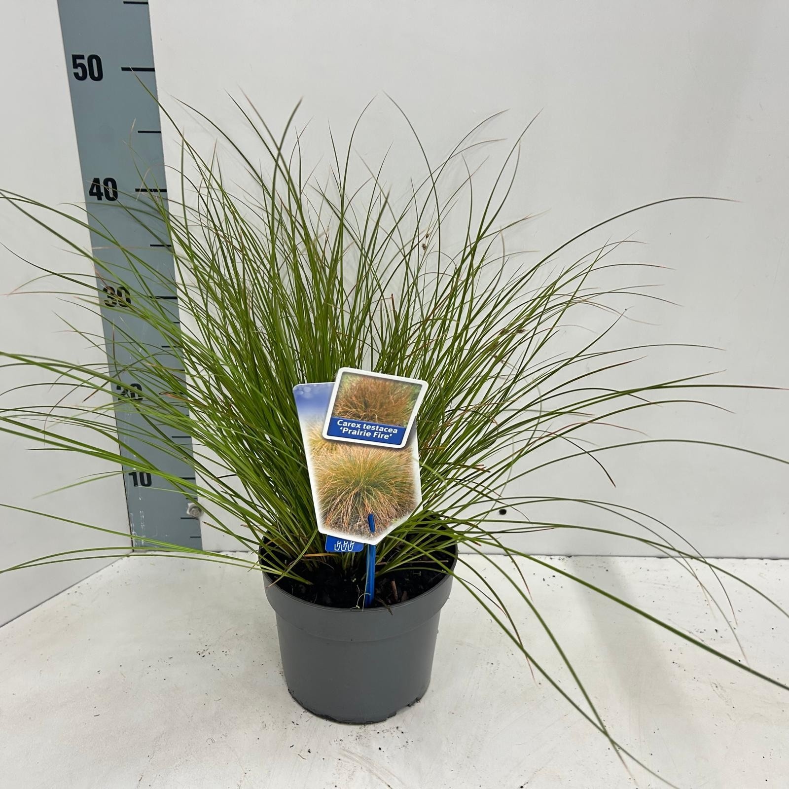 Picture of Carex testacea 'Prairie Fire'