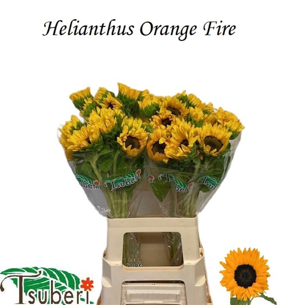 Helian An Orange Fir 60cm 9Ø